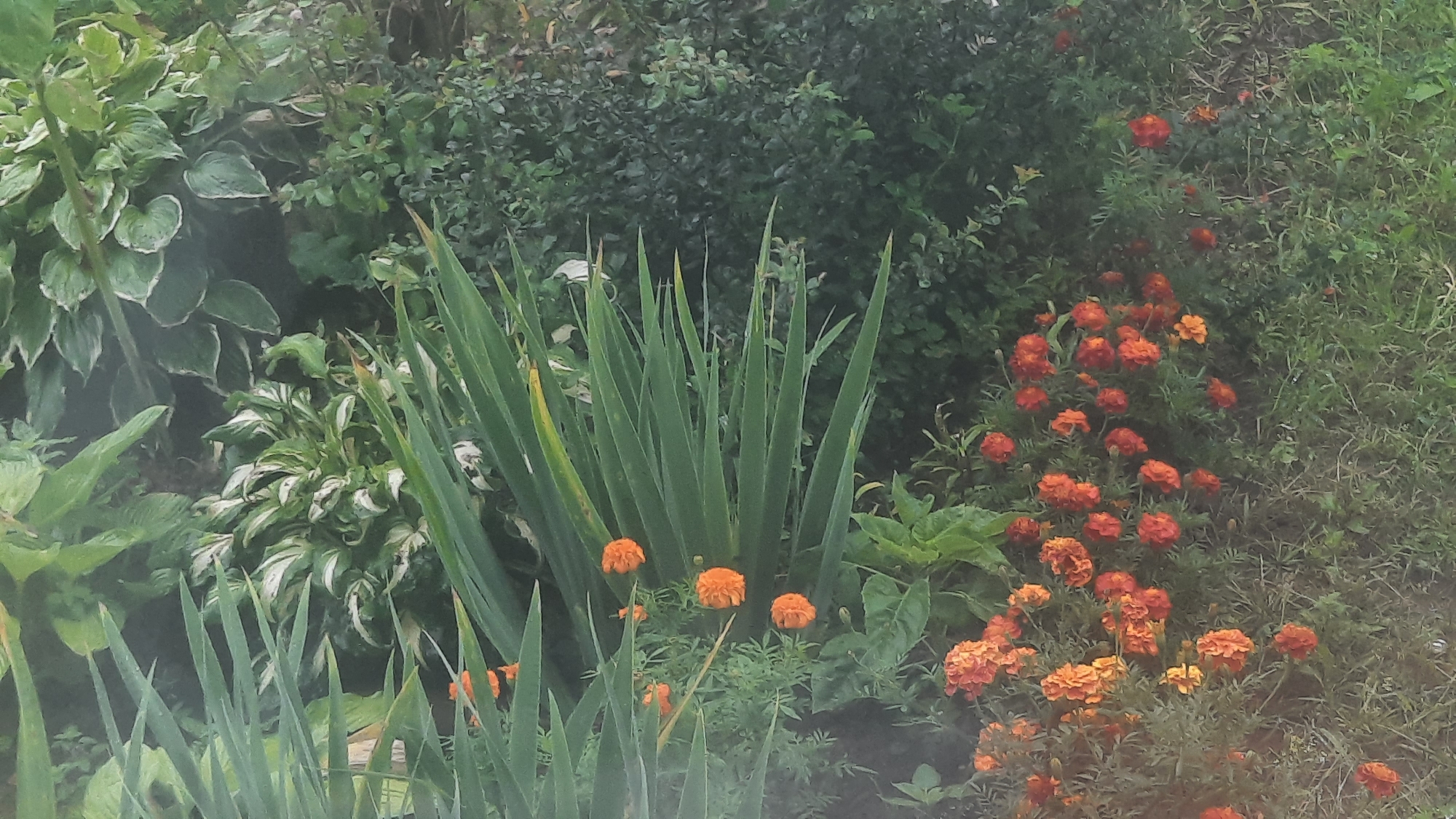 A close-up, slightly hazy, eye-level shot captures a garden scene. The foreground is dominated by the sharp, upright green leaves of what appear to be iris plants. Interspersed among these are small, vibrant orange marigold flowers. To the left, broad, variegated hosta leaves, with white and green patterns, are visible. The background consists of dense green foliage, including smaller, bushier plants and taller grasses. The overall impression is one of a well-tended, lush garden with a focus on green foliage and bright orange accents. The location is an outdoor garden, possibly in a residential area, given the presence of ornamental plants.