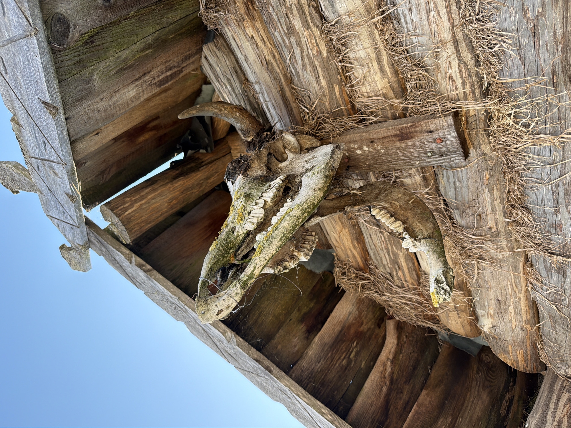 This is a close-up, low-angle, full-frame shot of a weathered animal skull, likely from a cow or bull, mounted on a rustic wooden structure. The skull is positioned on the upper corner of a building made of rough-hewn logs, with a wooden roof structure visible above and extending to the left. The skull is facing to the left, with its jaws open, revealing a full set of teeth. The bones of the skull are worn and covered in patches of green and yellow lichen. A single horn is visible on the right side of the skull. Dried grass and straw are draped around the skull and the wooden structure, suggesting an outdoor environment, possibly in the city of Litvyenski Sel'ski Savet, Belarus. The sky, a clear blue, is visible in the upper left quadrant of the image. The lighting suggests it is daytime.
