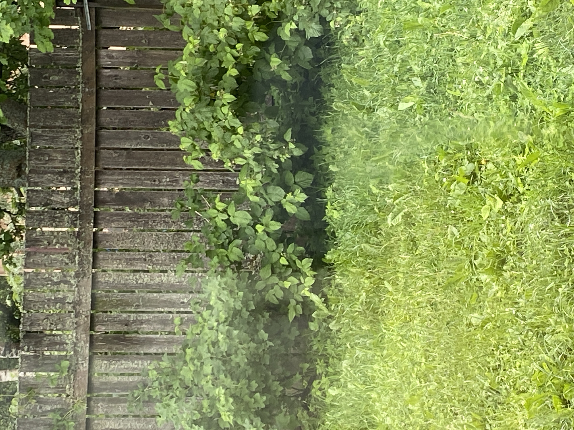 The image depicts a weathered wooden fence in a garden setting. The fence is constructed of vertical wooden planks, some of which appear aged and possibly covered in moss or lichen. Behind the fence, lush green foliage from bushes and trees is visible. In front of the fence, a dense carpet of grass and other low-lying plants covers the ground. The lighting suggests it is daytime, with the sun illuminating the scene. The overall impression is one of a natural, somewhat untamed outdoor space, consistent with a dacha or garden area in a rural or suburban location like Им. Коняшина Снт, Russia. There are no people or specific actions visible in the image.