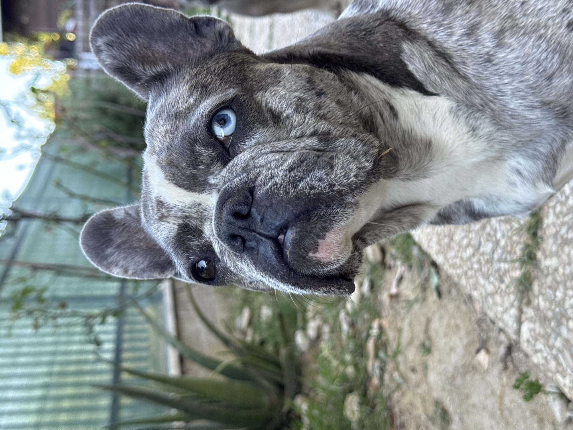 A close-up, eye-level outdoor shot features a French bulldog with brindle and white fur. The dog's left eye is a striking blue, while its right eye is dark brown. Its face is textured with wrinkles and dark markings. The background shows a blurry green fence with vertical slats, some greenery, and a gravel path. The overall lighting suggests it is daytime. The image does not contain any information to suggest it was taken in San Benedetto del Tronto, Italy.