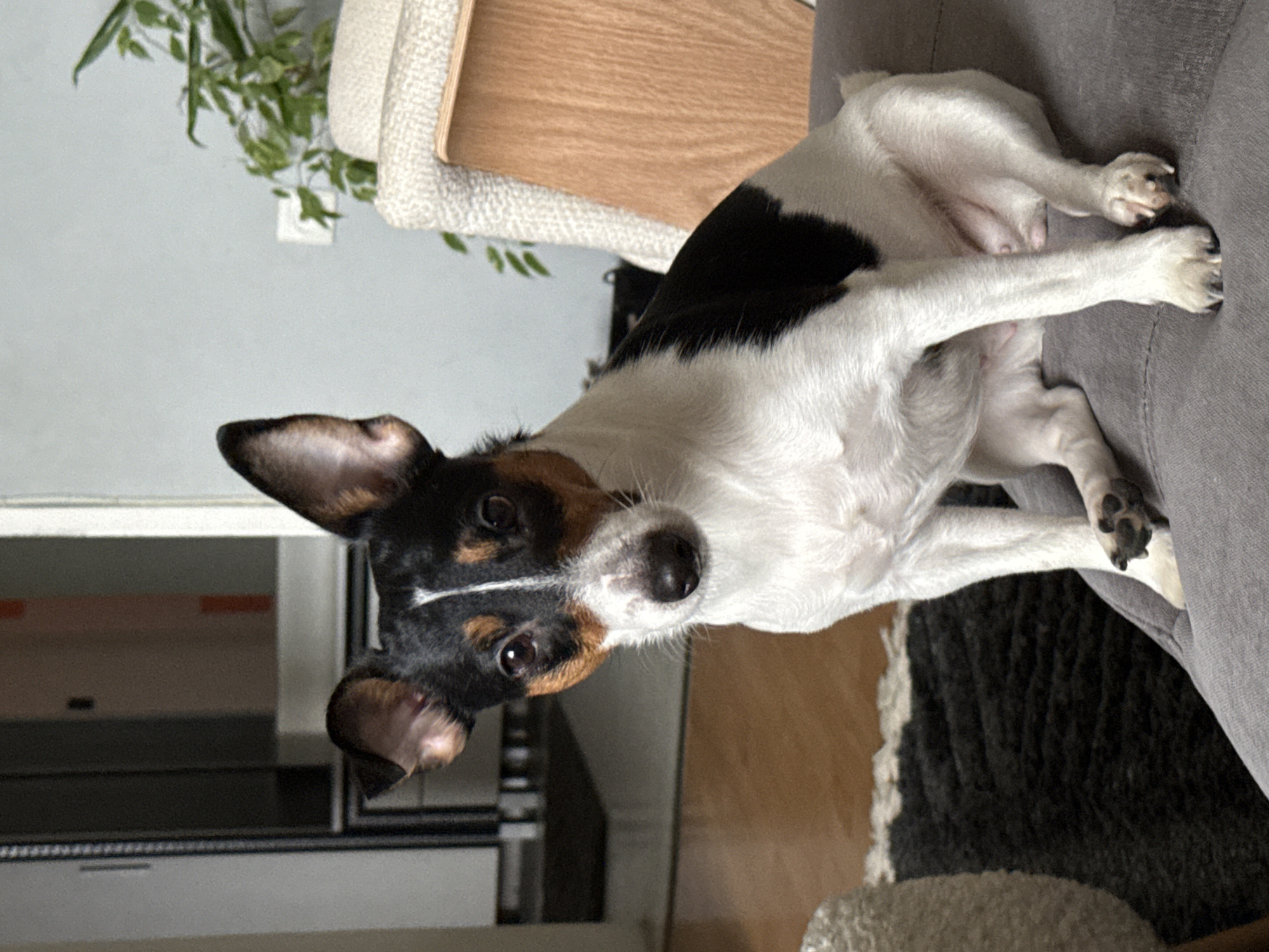 The image features a small tricolor dog, likely a Jack Russell Terrier or a similar breed, lying on its side on a grey upholstered surface, which appears to be a sofa or armchair. The dog has predominantly white fur with distinct black patches covering its back and parts of its head, complemented by tan or brown markings around its eyes and ears.
The dog's head is turned directly towards the camera, showcasing its dark, alert eyes and a black nose, conveying a curious and engaging expression. Its ears are partially perked, indicating attentiveness. Its front paws are extended and resting on the grey fabric of the furniture, while its belly and hind legs are also visible, suggesting a relaxed posture.
In the background, above and behind the dog's head, green leafy plants are visible against a light-colored wall. Other background elements include a light wooden surface and a textured white fabric, possibly part of another piece of furniture. Below the dog, a dark, textured rug or carpet is partially visible on the floor. The scene suggests a comfortable indoor environment, likely a living room, illuminated by ambient daylight. No text is visible in the image.