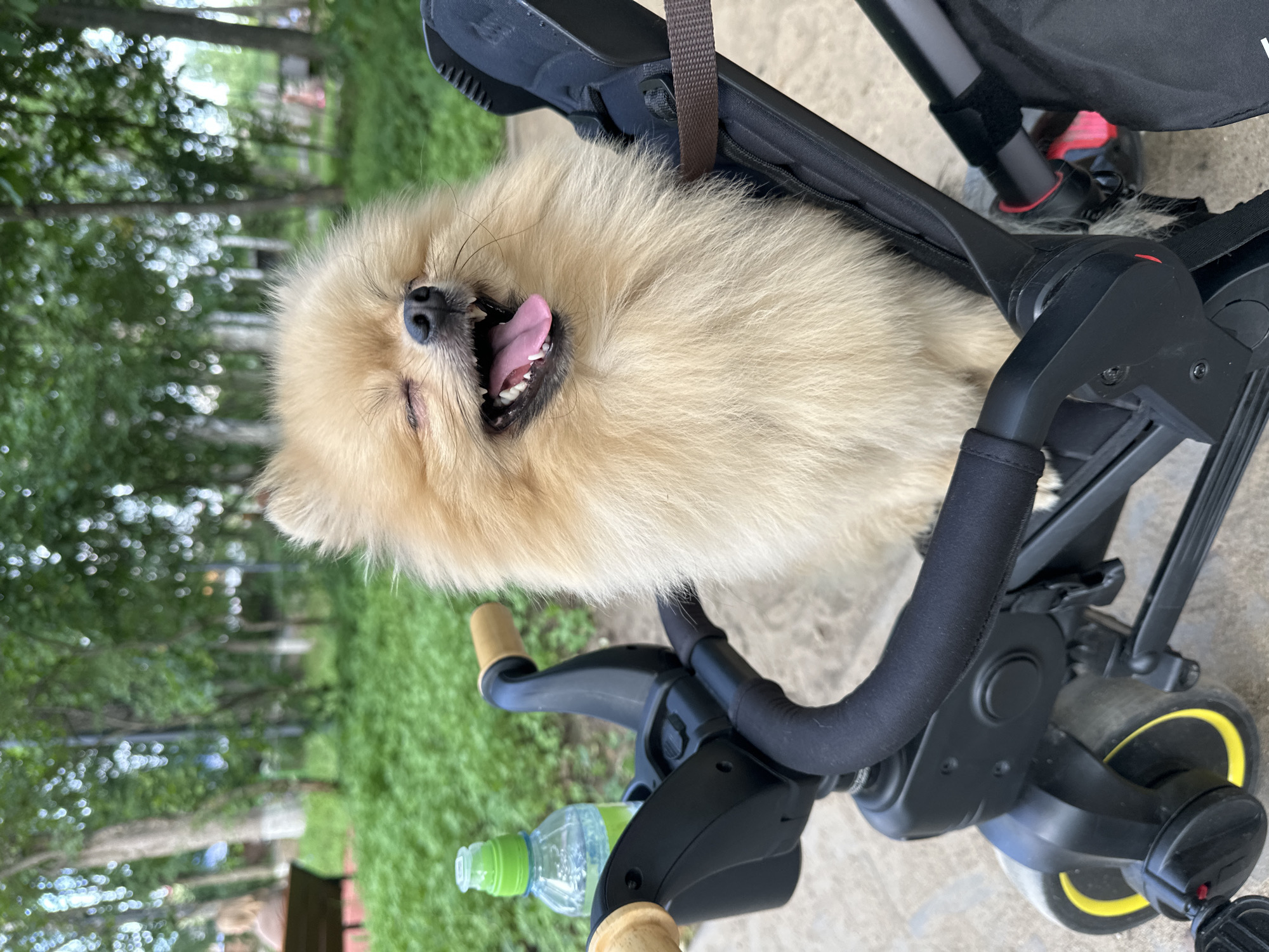 A fluffy, light-colored Pomeranian dog with its eyes closed and tongue hanging out is seated in a black stroller. The stroller has a wooden handle and a green-capped plastic water bottle with clear liquid is placed in a holder beside it. The background consists of a park with lush green grass, trees with dappled sunlight, and a pathway. In the distance, a person is seated on a wooden bench. The overall setting appears to be a park in Votkinsk, Russia.