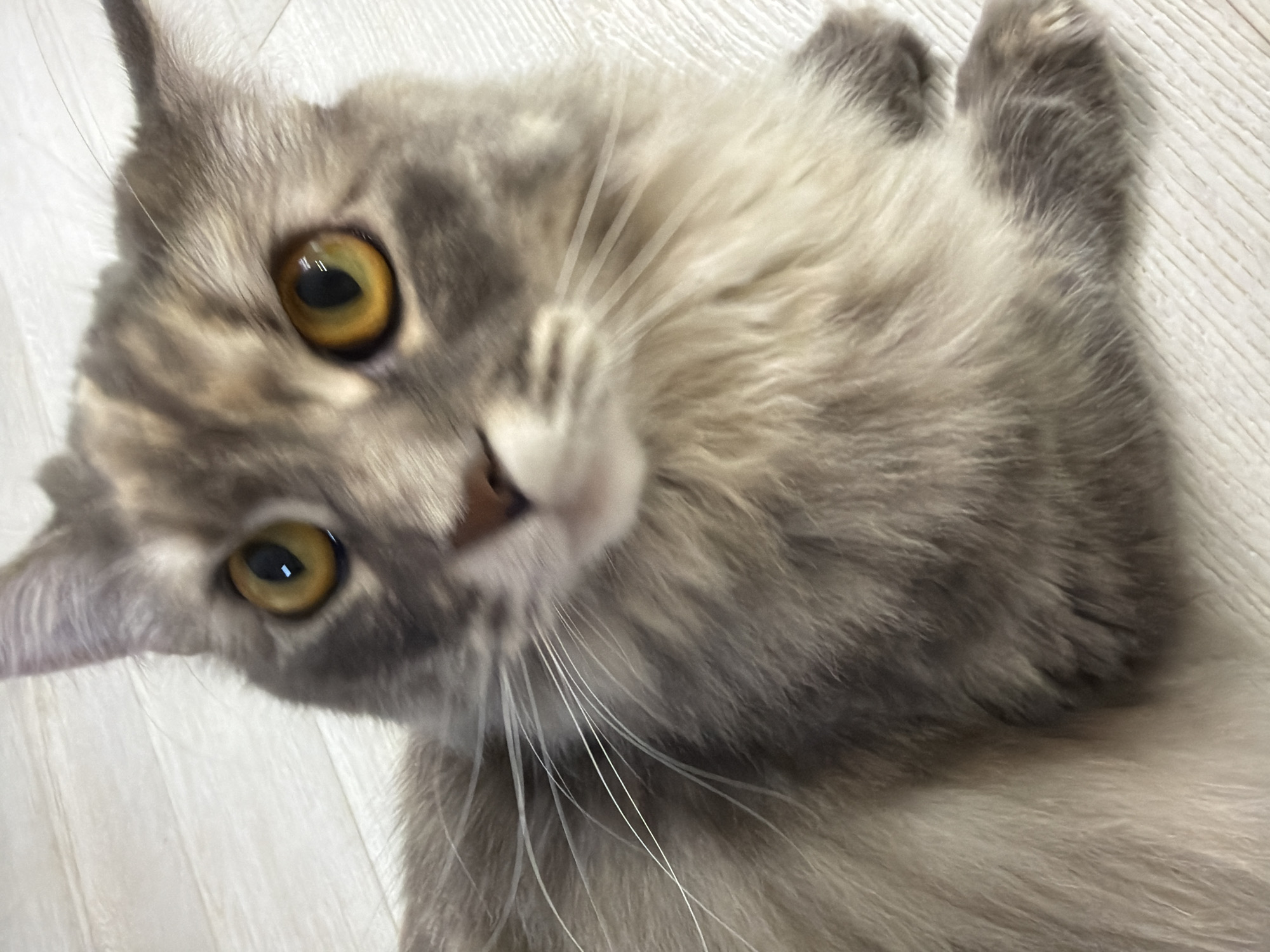 A close-up, eye-level, medium shot captures a fluffy grey and white cat with bright yellow eyes. The cat is lying on a white, textured surface that appears to be a floor. The lighting is bright and the image is in focus on the cat's face and front paws. There is no discernible information about the city of Izhevsk, Russia.