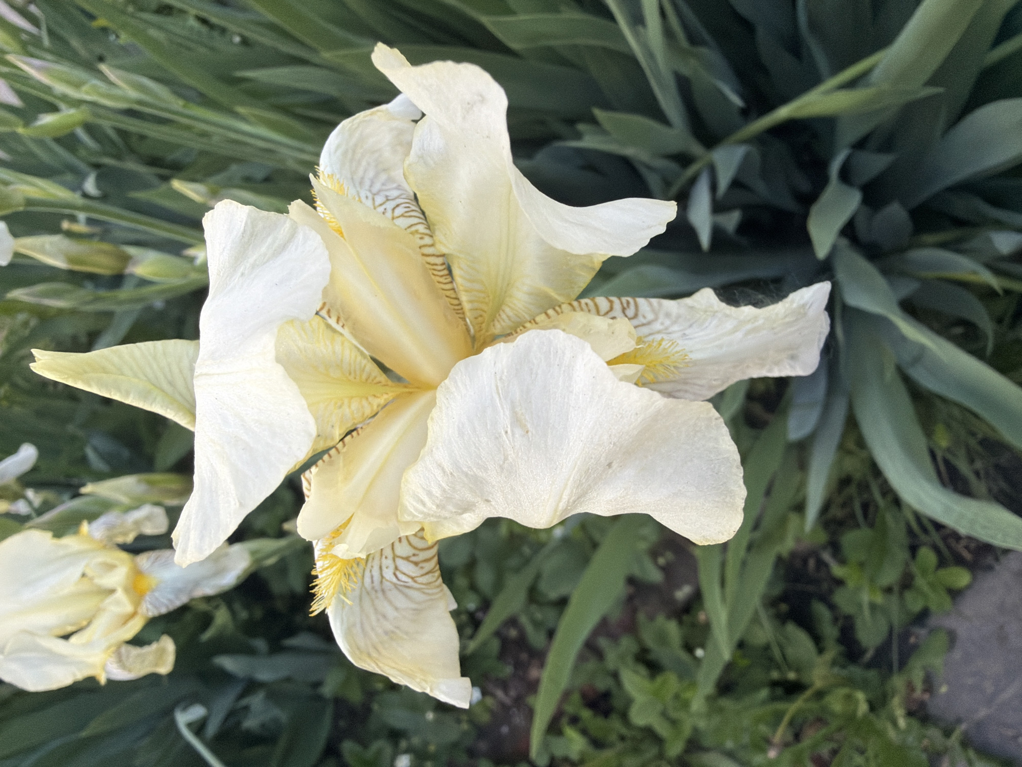 The image depicts a close-up of a creamy white iris flower with intricate brown veins near the center, surrounded by green foliage. The flower is in full bloom, with its petals spread open. In the background, there are elongated green leaves and other greenery. The location is Sarapul, Russia.