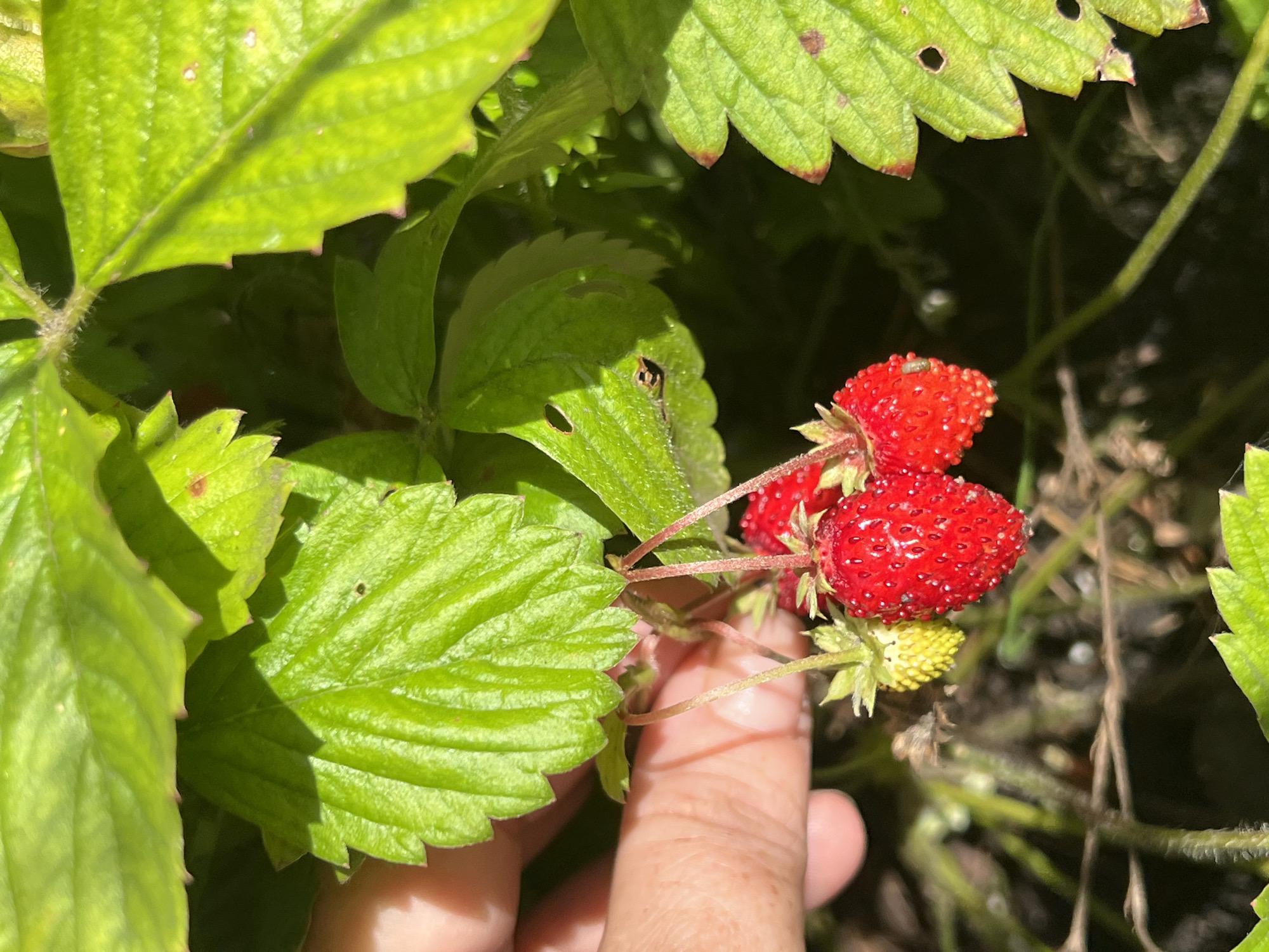 In Otradnoye, Russia, a close-up shot focuses on a cluster of wild strawberries growing among lush green leaves. A person's hand, with visible skin texture and fingernails, gently holds the stems of the strawberries, indicating a careful touch. Two ripe, bright red strawberries are prominent, their surfaces studded with small seeds. Beside them, an unripe, pale yellow strawberry is visible, suggesting ongoing growth. The surrounding environment is characterized by dappled sunlight filtering through the leaves, creating highlights and shadows that emphasize the textures of the plants. The ground below is out of focus, appearing as a dark, organic backdrop.