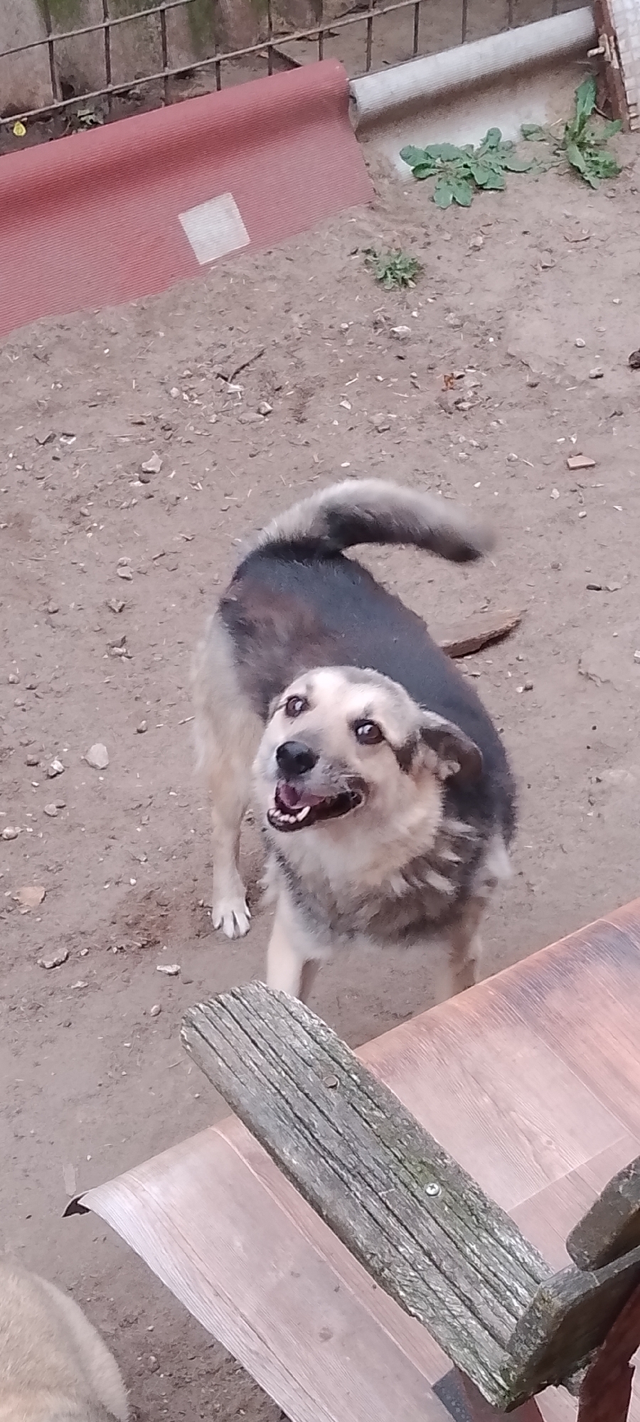 A medium-sized dog with black and tan fur stands on sandy ground, looking up and to the right with its mouth open and tongue visible. The dog's tail is curled upwards. In the background, a roll of red material is partially visible, with a metal fence and some greenery behind it. A wooden plank lies across a reddish surface in the foreground. The scene appears to be an outdoor area, possibly a yard or courtyard, in Belgorod, Russia.