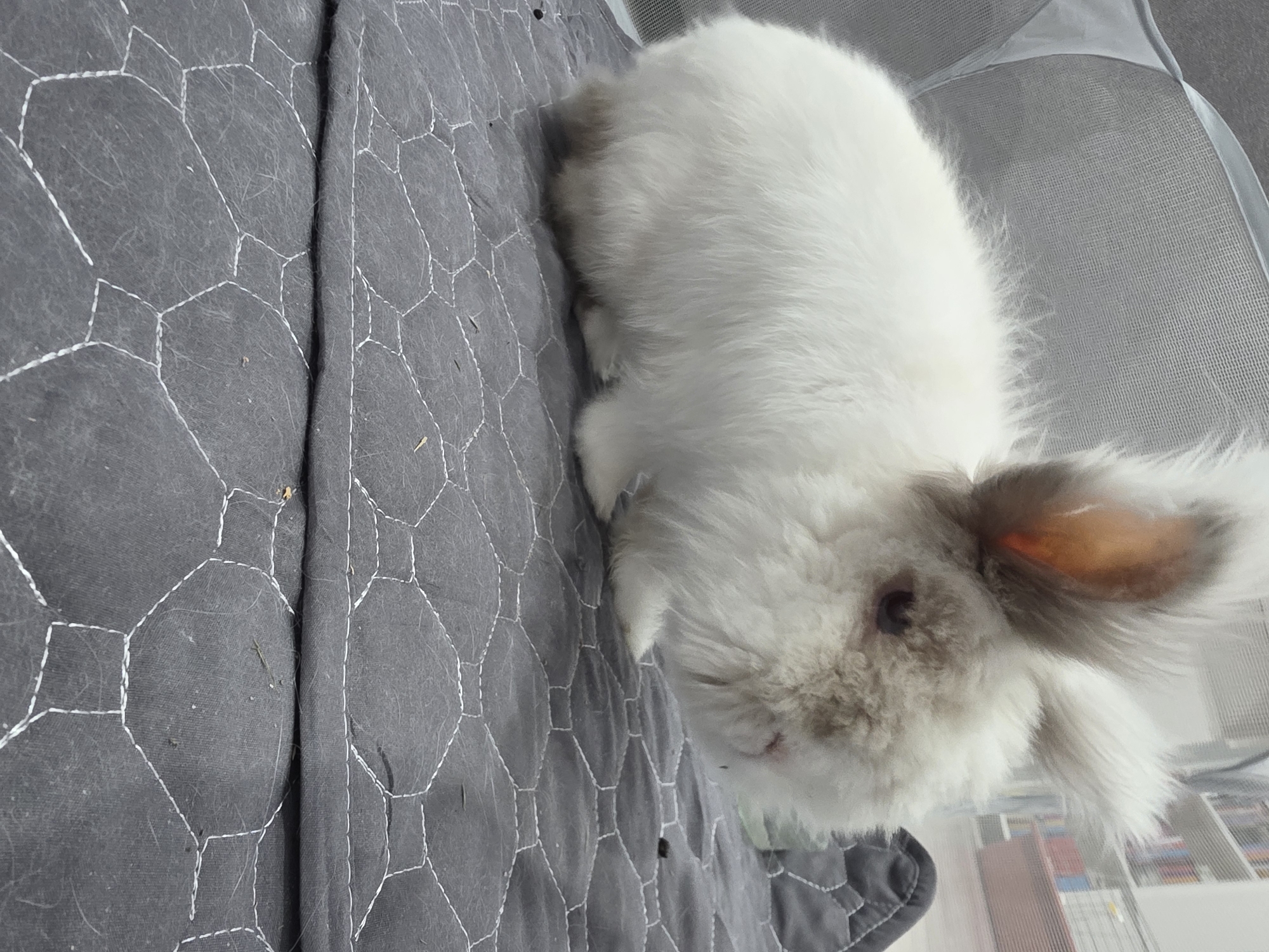 A white and grey angora rabbit is lying on a grey quilted pad with a hexagonal pattern of white stitching. A light grey mesh material is behind the rabbit. Through the mesh, a building or bookshelf is visible. The location of the image in Yagodovo, Bulgaria is not possible to determine from the given image.