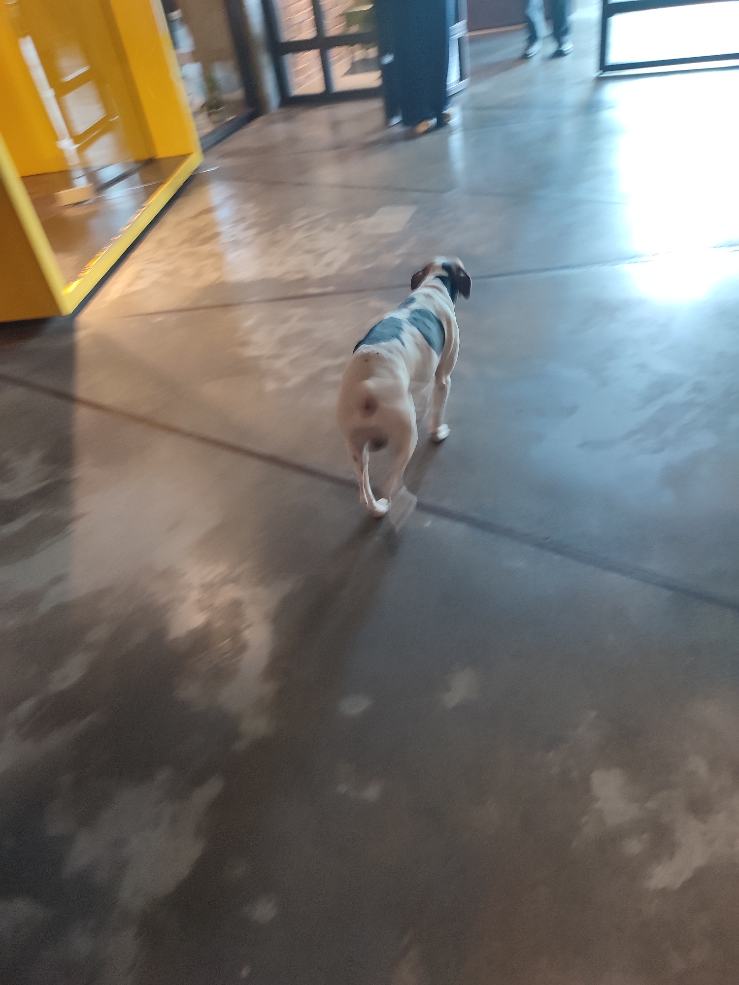 In the city of Sarıyer, Turkey, a small white dog with dark patches is walking across a polished concrete floor. The dog is facing away from the camera, moving towards the right side of the frame. Behind the dog, a bright light source casts a strong reflection on the floor, creating a washed-out effect. To the left of the frame, a portion of a bright yellow structure is visible, with clean, geometric lines. In the background, parts of a building with large windows and brickwork can be seen. The overall environment appears to be an indoor public space with a modern aesthetic.