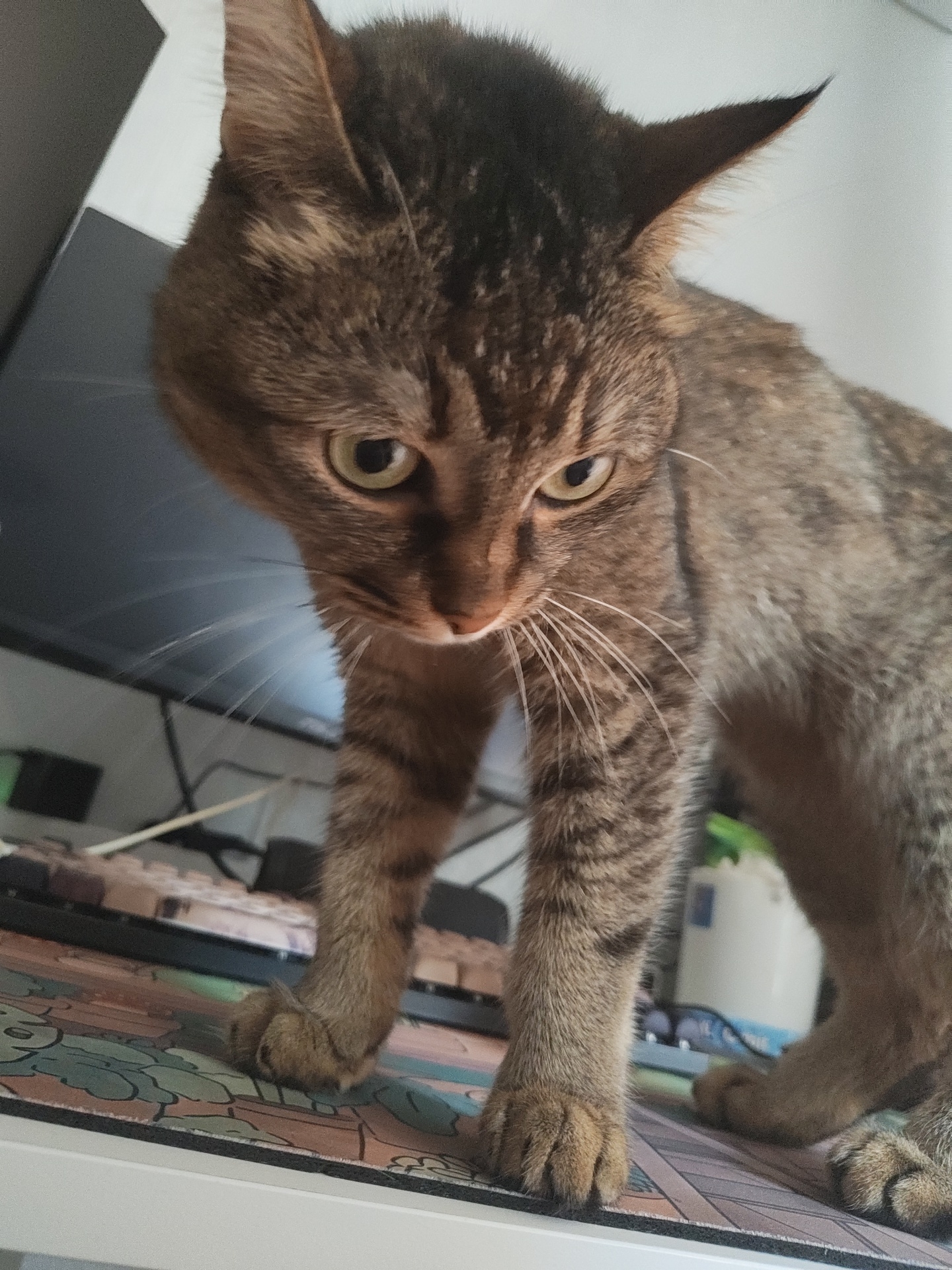 The image shows a close-up, low-angle view of a brown tabby cat standing on a surface that appears to be a desk or a table with a patterned mousepad. The cat is looking down and to its right, with its ears perked up. Its fur is striped and mottled brown. The background is out of focus, but appears to include parts of a computer monitor and some electronic equipment. There is no indication of the location in Il'inskiy, Russia.