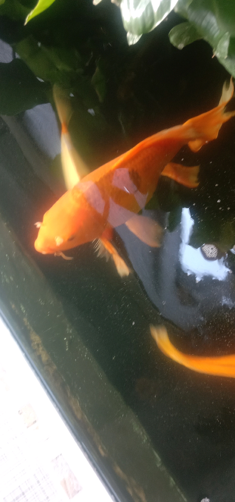 The image shows several koi fish swimming in dark, murky water. The koi are predominantly orange and white, with some appearing to have distinct patterns. There are hints of green foliage and white, reflective surfaces above the water, suggesting an outdoor setting, possibly a pond or water feature. The water is dark and appears to have some debris or sediment. The overall impression is a close-up view of koi fish in their aquatic environment. There is no discernible information about the location in Cangkring Rembang, Indonesia.