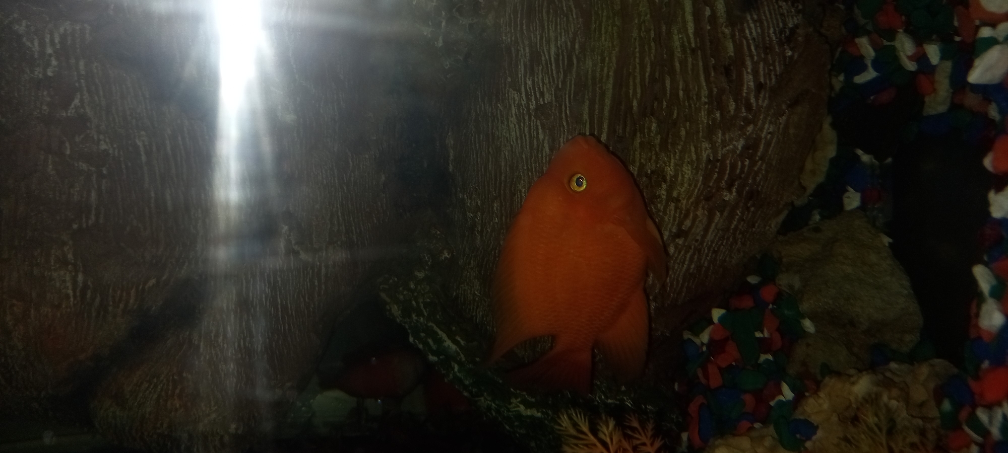 An orange fish with a yellow eye is near a rock in an aquarium. The aquarium also contains pebbles of various colors and artificial plants. The location is not discernible from the image.