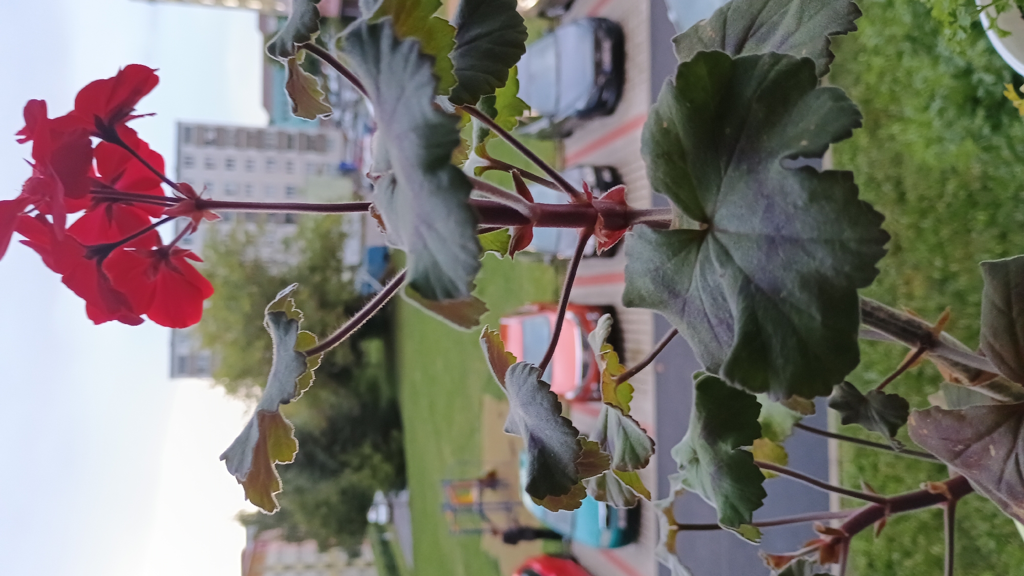 An outdoor, medium shot photograph captures a close-up view of a red geranium plant with several large, green, lobed leaves in the foreground. The plant's stem is visible, with a cluster of vibrant red flowers at the top. In the background, out of focus, is a residential area with apartment buildings and trees. A parking lot with several cars, including a teal car, an orange car, and a dark gray car, is also visible. A playground structure and a person are present on a grassy area beyond the parking lot. The sky is overcast and light. This scene is located in Sokolov, Czechia.