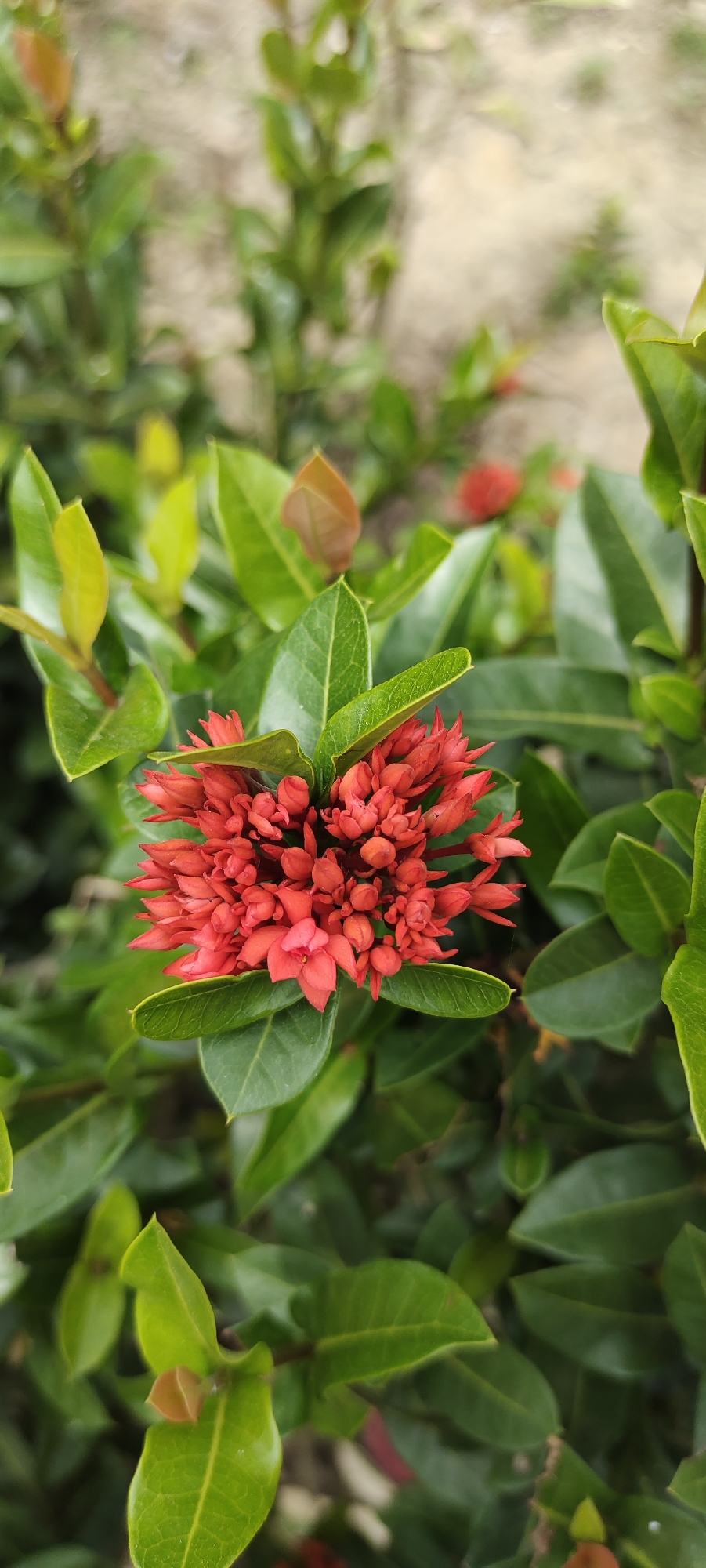 This is a close-up, vertical, eye-level shot of a cluster of small, bright red Ixora flowers in bloom, set against a backdrop of lush green leaves and a softly blurred, earthy-toned background. The Ixora flowers are the central focus, tightly packed into a spherical head, with individual florets visible, each possessing tiny petals. The leaves surrounding the flowers are a vibrant green, with some showing a lighter, almost yellow-green hue, indicative of new growth. A few reddish-brown leaves are also present, adding subtle color variation. The lighting appears natural, casting soft shadows and highlighting the texture of the petals and leaves. The overall impression is one of natural beauty and delicate detail. The location specified, Langnibong, Indonesia, suggests a tropical or subtropical environment where Ixora plants are common. The image depicts a static scene, focusing on the botanical subject matter.