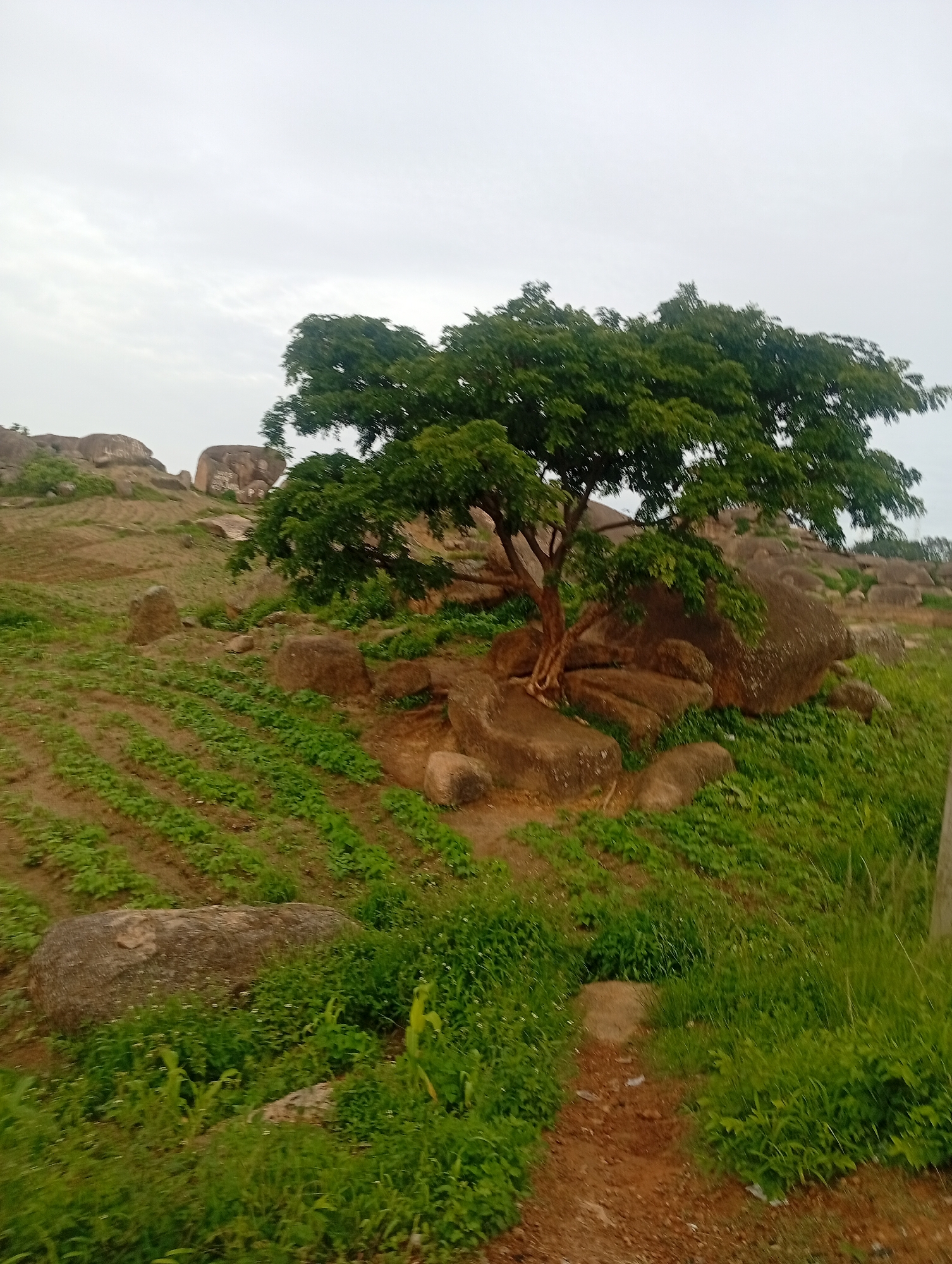 A solitary tree with a dense green canopy grows from a cluster of large, smooth rocks. The surrounding landscape features rolling hills covered with dry grass, interspersed with more boulders. In the foreground, neatly tilled rows of small green plants indicate agricultural activity. A narrow dirt path winds through the grass. The sky is overcast and a pale gray. The scene is likely a rural area on the outskirts of Jos, Nigeria, characterized by its distinctive rocky outcrops and agricultural land. There are no people or animals visible in the image.
