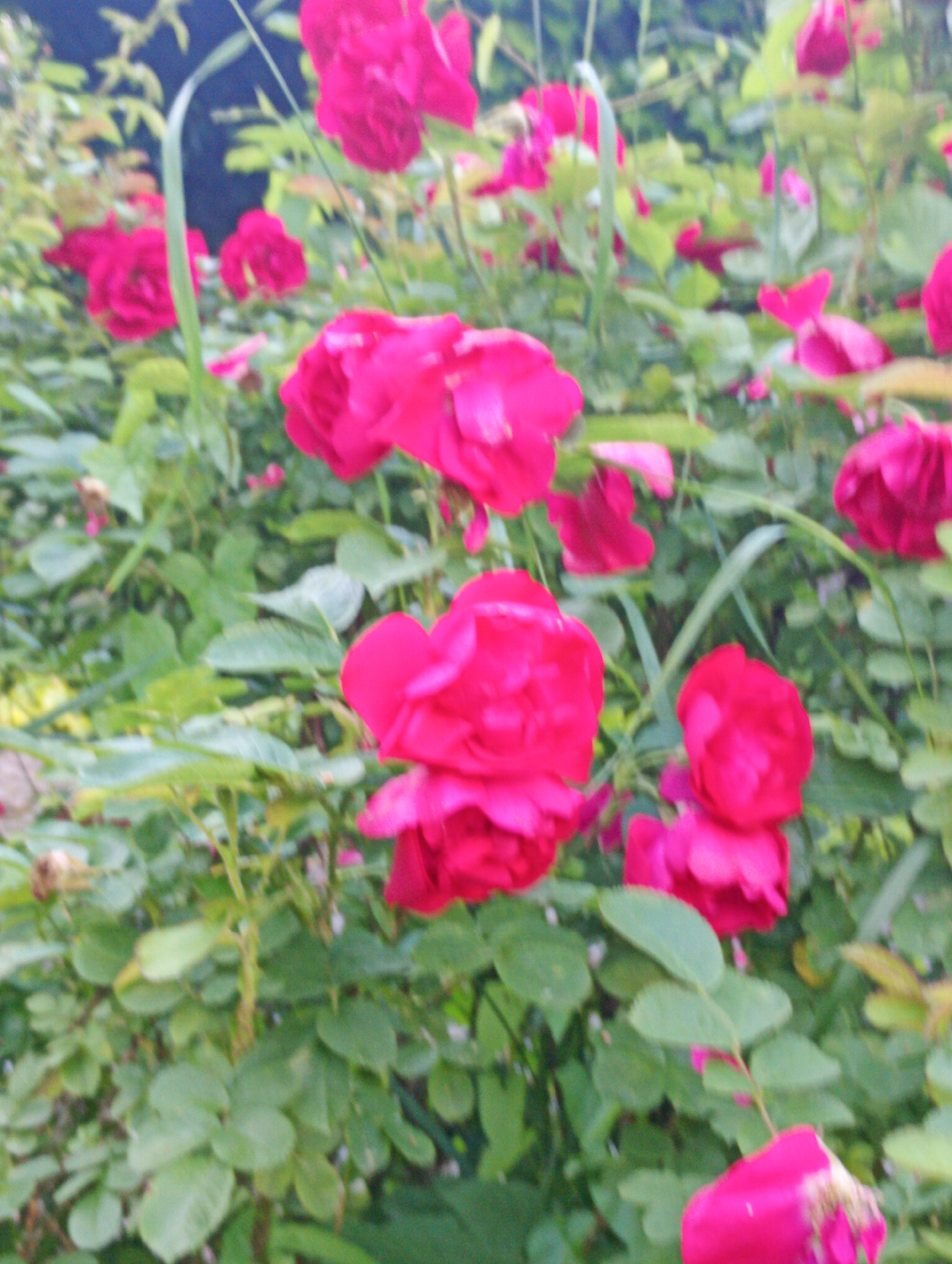 The image shows a close-up, blurry view of a rose bush with several pink roses in bloom. The background is a dense tangle of green leaves and stems, with some areas of dark blue, suggesting a shaded area or a dusky sky. The lighting appears to be natural daylight, but the overall focus is soft and indistinct, possibly due to motion blur or low resolution. The image does not provide any contextual clues or landmarks that would indicate its specific location in Międzyrzecz, Poland, or any other city. There are no people or discernible actions depicted in the scene.