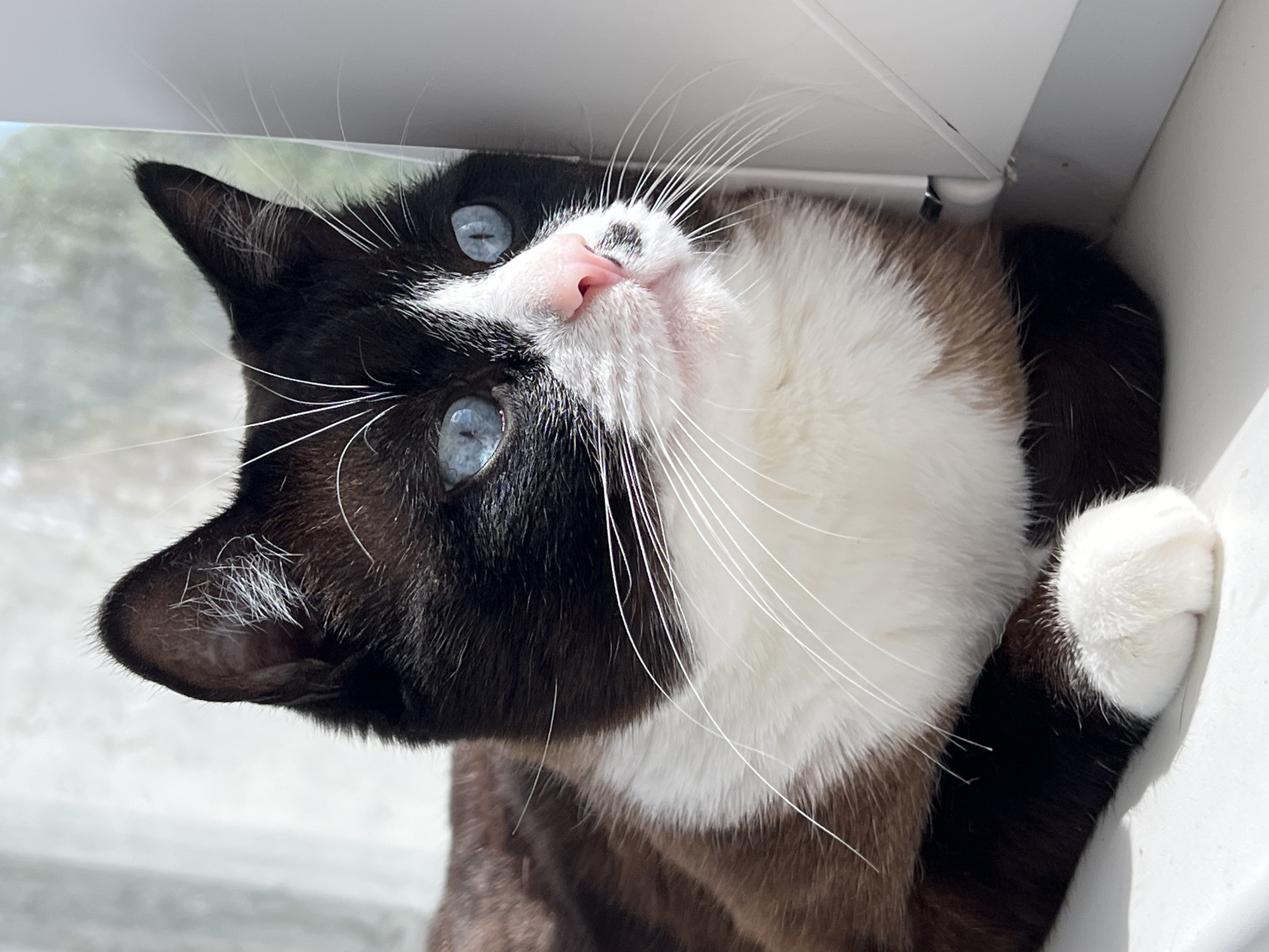 A close-up, eye-level, portrait-style photograph shows a black and white cat with striking blue eyes resting on a white windowsill. The cat is facing to the right, its gaze directed off-camera. Sunlight illuminates the cat, casting shadows and highlighting the textures of its fur, the delicate whiskers, and the pink of its nose and ears. The background is softly blurred, with a hint of a windowpane and a pale, possibly outdoor, scene. The cat's body is mostly visible, with its front paws tucked beneath its chest. There is no indication of its location within Noviy, Russia.