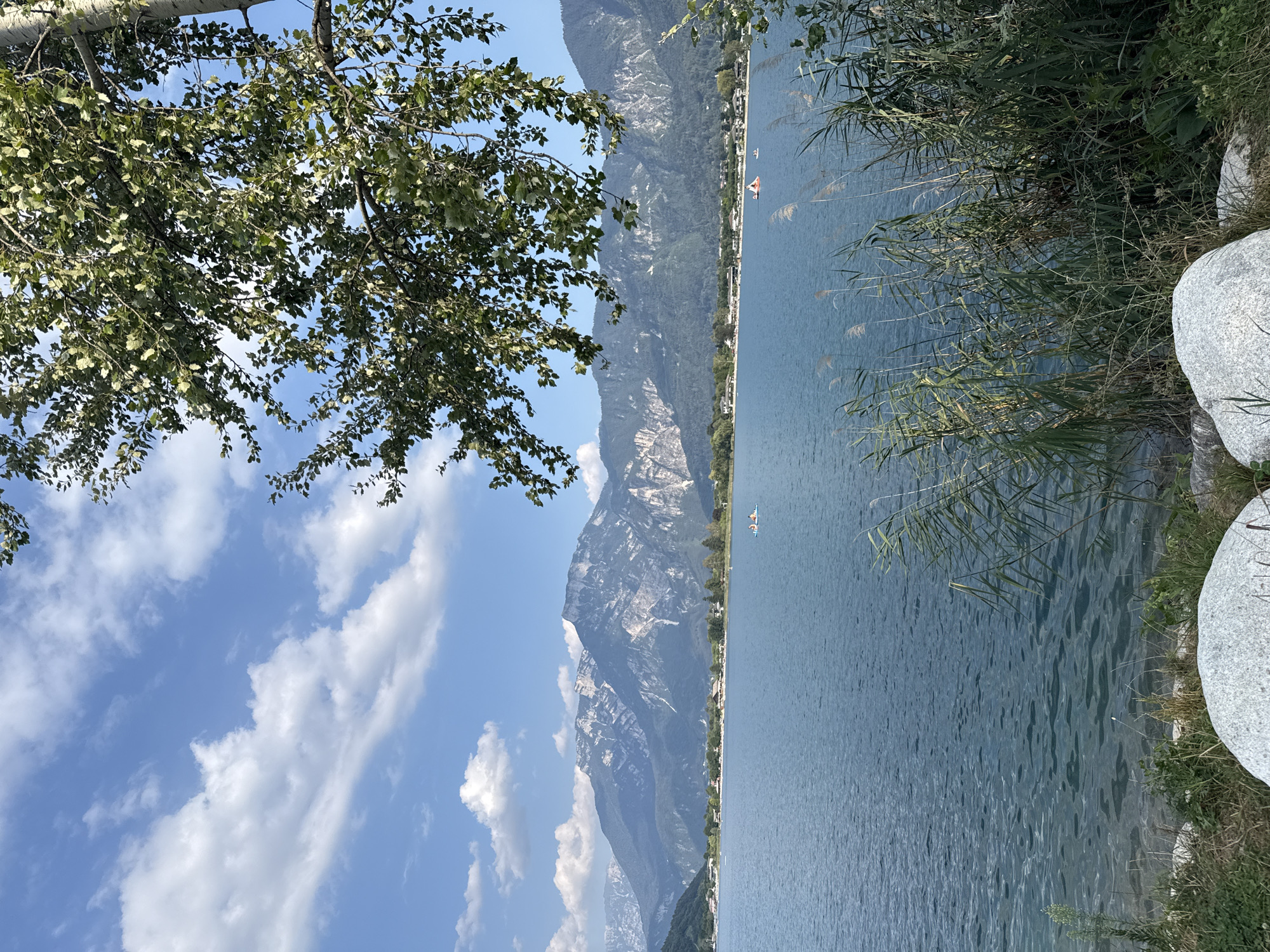 The image captures a serene lake scene, likely in Calceranica al Lago, Italy, given the context. In the foreground, lush green reeds and grasses line the shore, with large, smooth grey rocks visible at the very bottom. A tranquil blue lake stretches across the mid-ground, dotted with a few small recreational boats, some of which appear to be paddle boats with people on them. In the distance, a picturesque shoreline is visible, featuring a strip of beach, scattered buildings, and a dense line of trees. Dominating the background are imposing, majestic mountains with rugged, rocky peaks, their surfaces showing patches of lighter rock and shadowed areas. The sky above is a vibrant blue, adorned with scattered white, fluffy clouds that cast soft shadows. A tree with green foliage hangs into the upper right portion of the frame, its leaves partially obscuring the sky and mountains, suggesting the viewpoint is from under a tree. The overall atmosphere is peaceful and idyllic, characteristic of a summer day by the water.