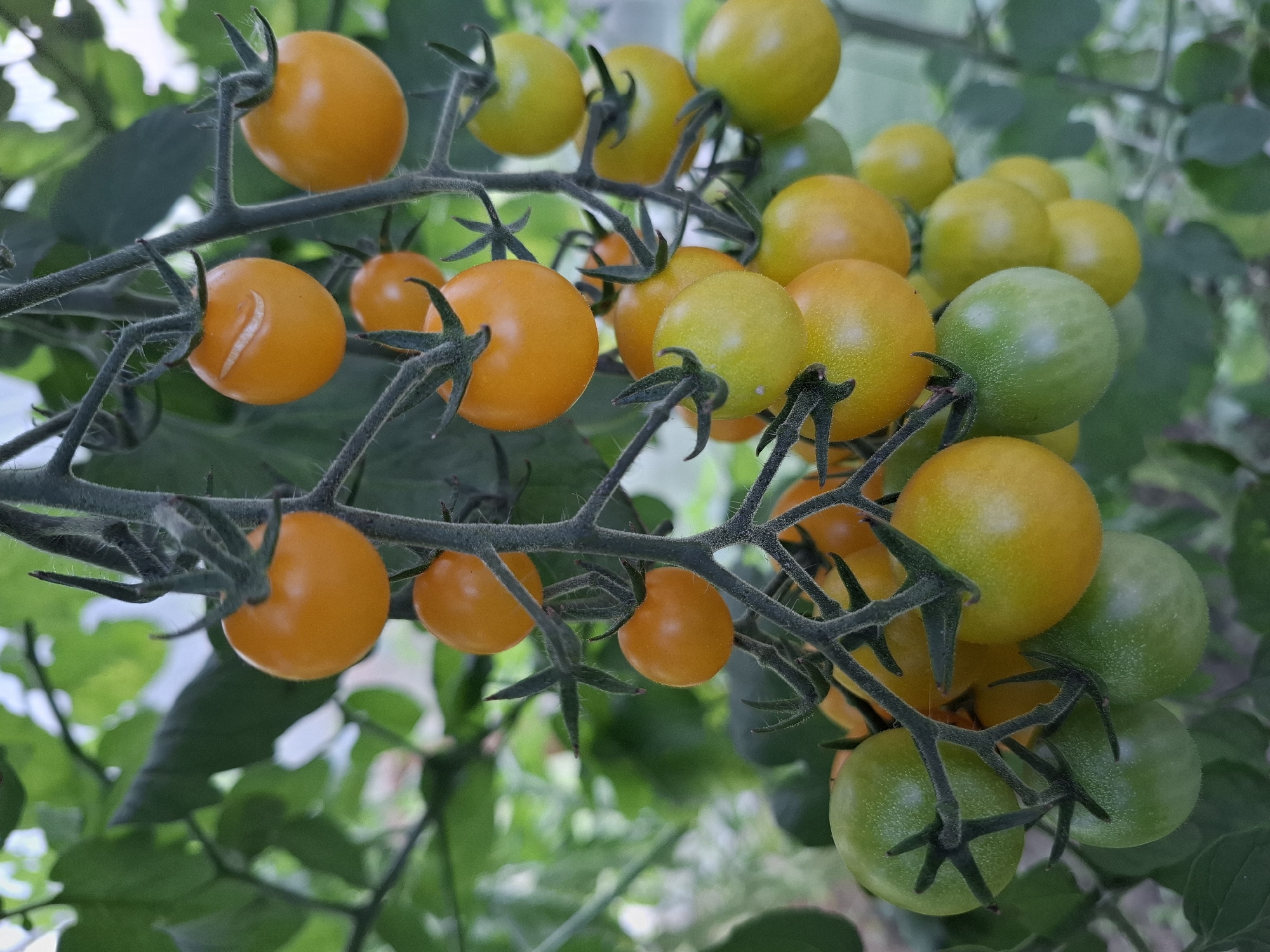 A cluster of ripe and ripening yellow and green cherry tomatoes hangs from a vine in an outdoor setting. The tomatoes are of various sizes and stages of development, with some a vibrant yellow and others a lighter green. They are attached to a dark, fuzzy stem with small green leaves and tendrils. The background is a blur of green foliage, suggesting a garden or greenhouse environment. The image is a close-up shot, focusing on the details of the tomatoes and the vine. There is no indication of the city of Tyumen, Russia, or any people in the image.