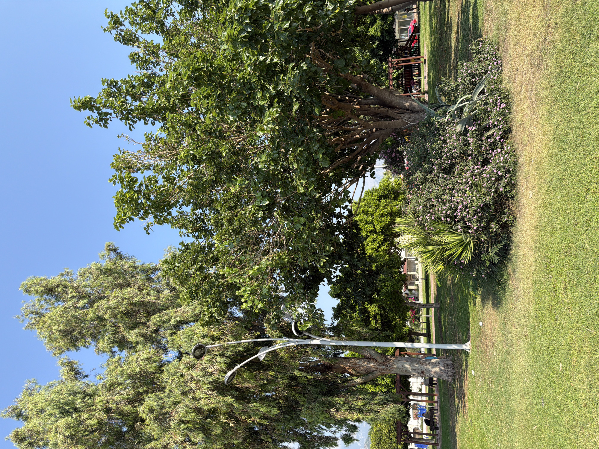 The image depicts a park scene in Kemer, Turkey. In the foreground, lush green grass is present, with some patches of dry grass and a cluster of flowering shrubs with small pink blossoms. A tall, leafy tree with a thick trunk dominates the right side of the frame. To the left, a tall tree with feathery, green foliage stands next to a modern, white lamppost with three lights. In the background, several other trees of varying sizes and types are visible, along with a wooden pergola casting shadows on the grass. A few people are seated on a bench under the pergola. Further in the background, a red vehicle and playground equipment can be seen, suggesting a recreational area. The sky is a clear, bright blue, indicating a sunny day.