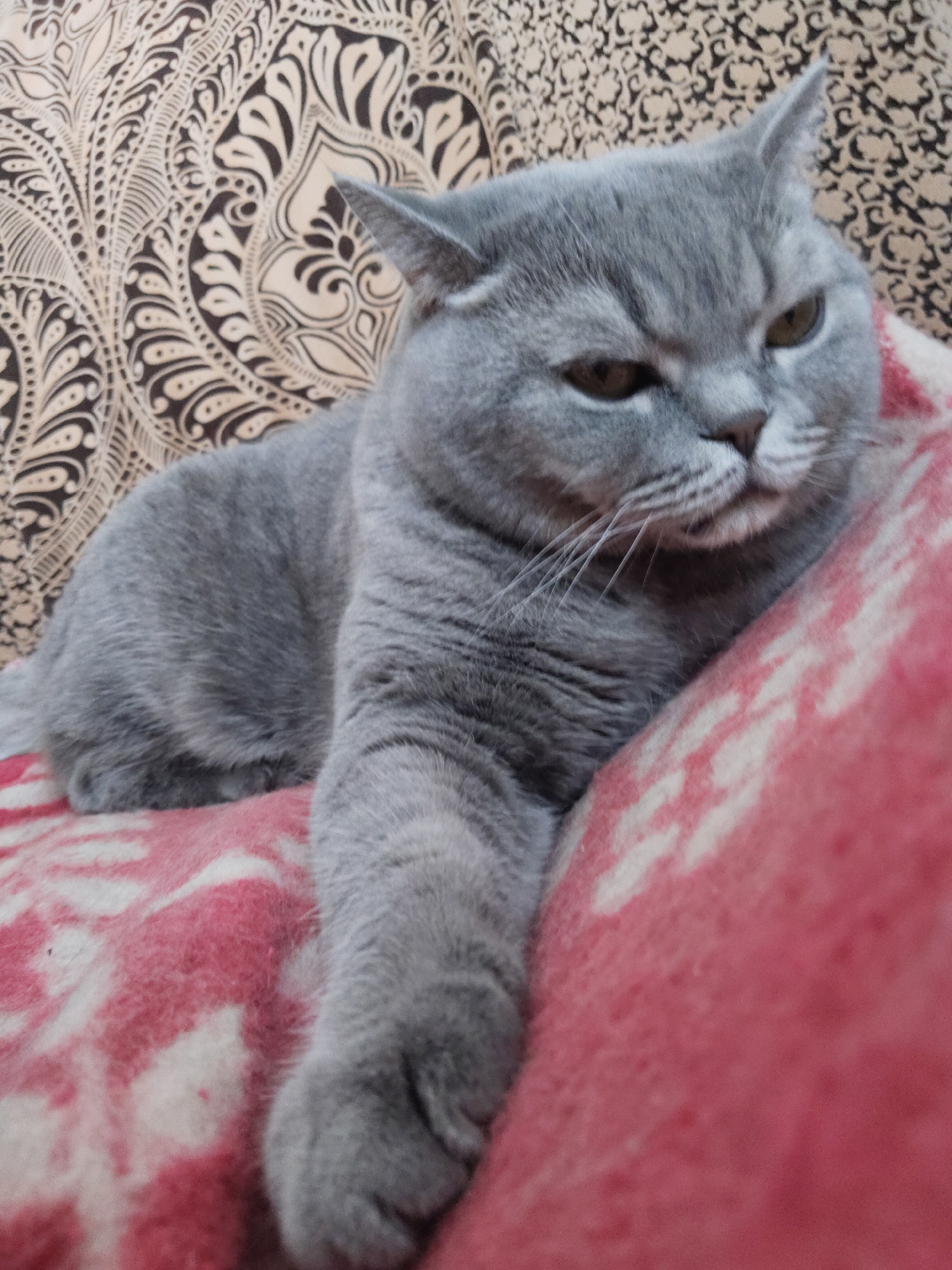 A plump, blue-gray British Shorthair cat is the central subject of this indoor photograph. The cat is lying on its side, resting comfortably on a soft, red and white patterned blanket. Its dense, short fur is a uniform slate-gray. The cat's head is turned slightly to its right, and its amber-colored eyes are half-closed, conveying a sleepy, thoughtful, or slightly grumpy expression typical of the breed. One front paw is extended towards the viewer, resting on the blanket.
The blanket beneath the cat features an abstract, mottled pattern of red and white. Behind the cat, a patterned fabric, likely a couch or cushion, serves as the background. This fabric displays an intricate, ornate design with swirling, paisley-like motifs in a cream or beige color against a dark brown or black base. The lighting appears soft and ambient, suggesting a cozy, relaxed atmosphere indoors. No text is visible in the image.