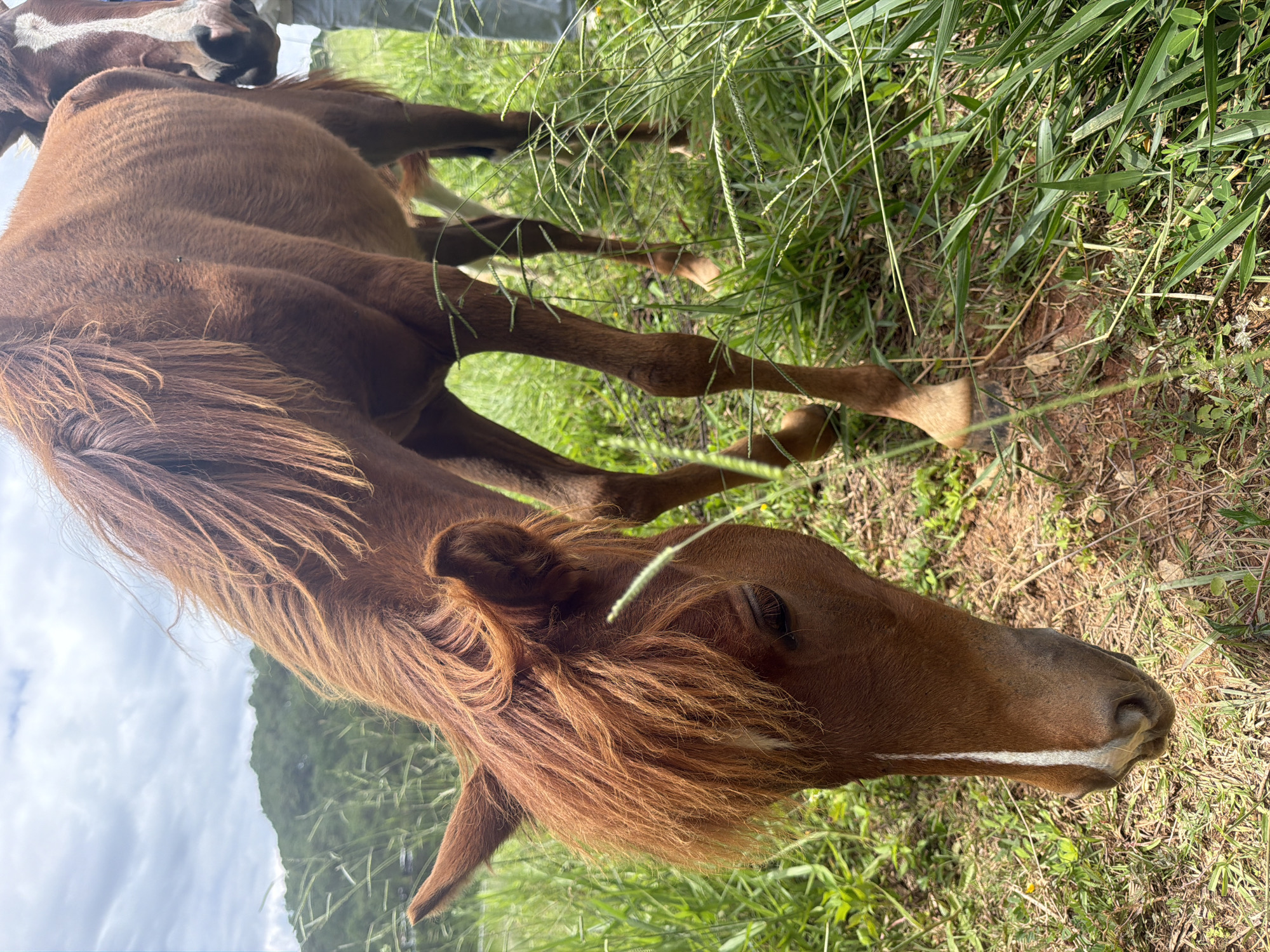 A close-up, low-angle shot shows the head and upper body of a chestnut horse grazing in a grassy field. The horse's mane is reddish-brown and windswept. A white blaze runs down the center of its face. In the background, a second horse, partially visible, stands to the right, with a white stripe on its face. A person, wearing blue pants, is standing behind the second horse. The environment is lush with green grass and foliage, with a distant hillside covered in trees under a cloudy sky. The scene appears to be set in the rural outskirts of Da Lat, Vietnam, characterized by its rolling hills and cooler climate, often frequented by horses for riding activities.