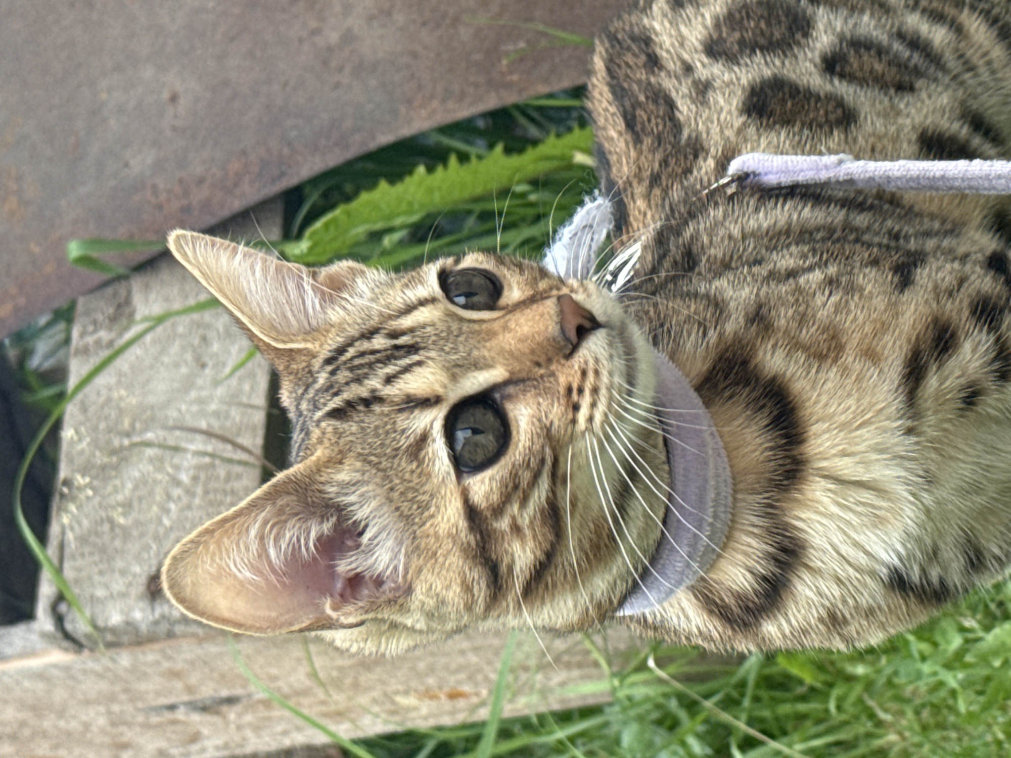 A medium shot of a young Bengal cat is captured outdoors, focusing on its upper body. The cat has striking black markings on a golden-brown coat and large, dark eyes that gaze to the right of the frame. It is wearing a light purple collar. The background consists of green grass, weathered wooden planks, and a large, rusted metal object, suggesting an outdoor or perhaps an industrial setting. The lighting is natural and somewhat diffused, indicating an overcast or shaded environment. There are no people visible in the image. The overall impression is that of a domestic animal in a slightly unkempt, natural setting.