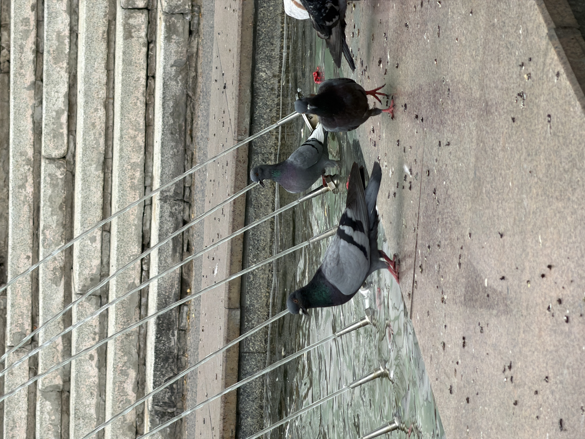 The image captures a group of pigeons near a water fountain, likely in a public park or square. The background shows tiered stone steps, suggesting an architectural element of the city's urban landscape. Water jets from the fountain create a reflective surface in the foreground where the pigeons are gathered. The scene is devoid of human presence. The pigeons are standing on a concrete or stone surface, some partially submerged in the shallow water of the fountain. The overall impression is that of a typical urban wildlife scene, with the pigeons congregating around a water source. The specific location in Pavlodar, Kazakhstan, is not evident from the visual cues alone, as such fountains and park designs are common in many cities.