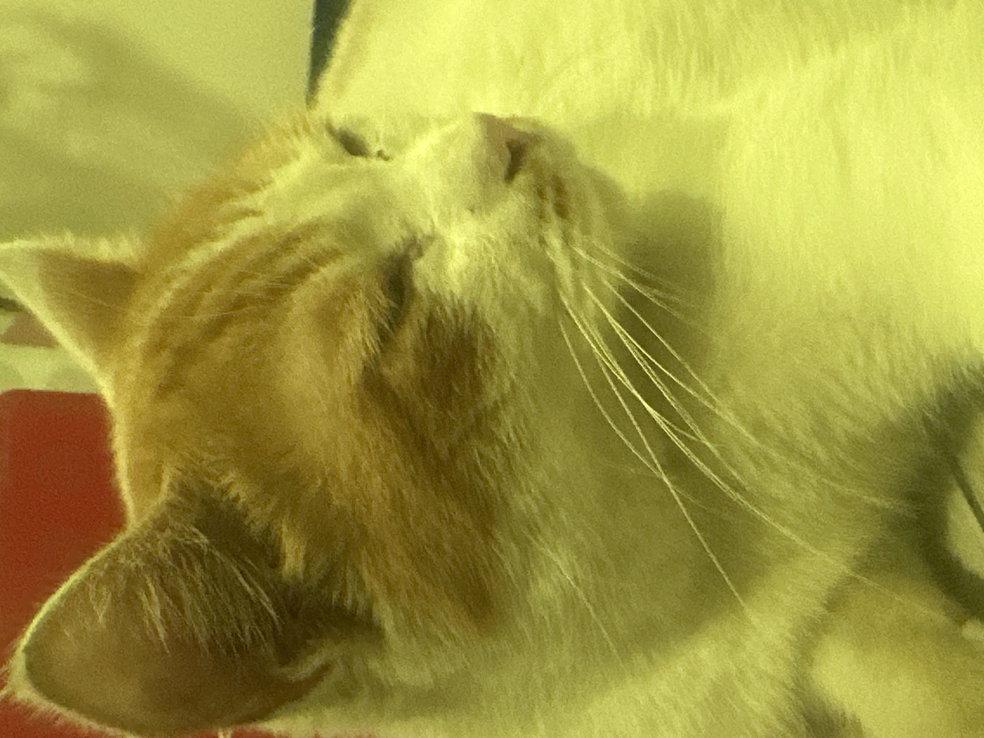 The image displays a domestic cat, predominantly white with visible ginger or orange markings on its head and ears. The entire photograph is saturated with a strong yellow color cast, altering the apparent fur tones to yellowish-white and yellowish-brown. The cat is shown resting, with its eyes mostly closed or squinting, and its head turned gently to its right. Distinct white whiskers extend from its muzzle. The background is significantly blurred, featuring a dark reddish surface behind the cat's left ear and a lighter yellow-green area towards the right side of the frame. The image does not contain any discernible visual information or contextual clues that would allow for the identification of a specific geographical location, such as Trung Tam Ward, Vietnam.