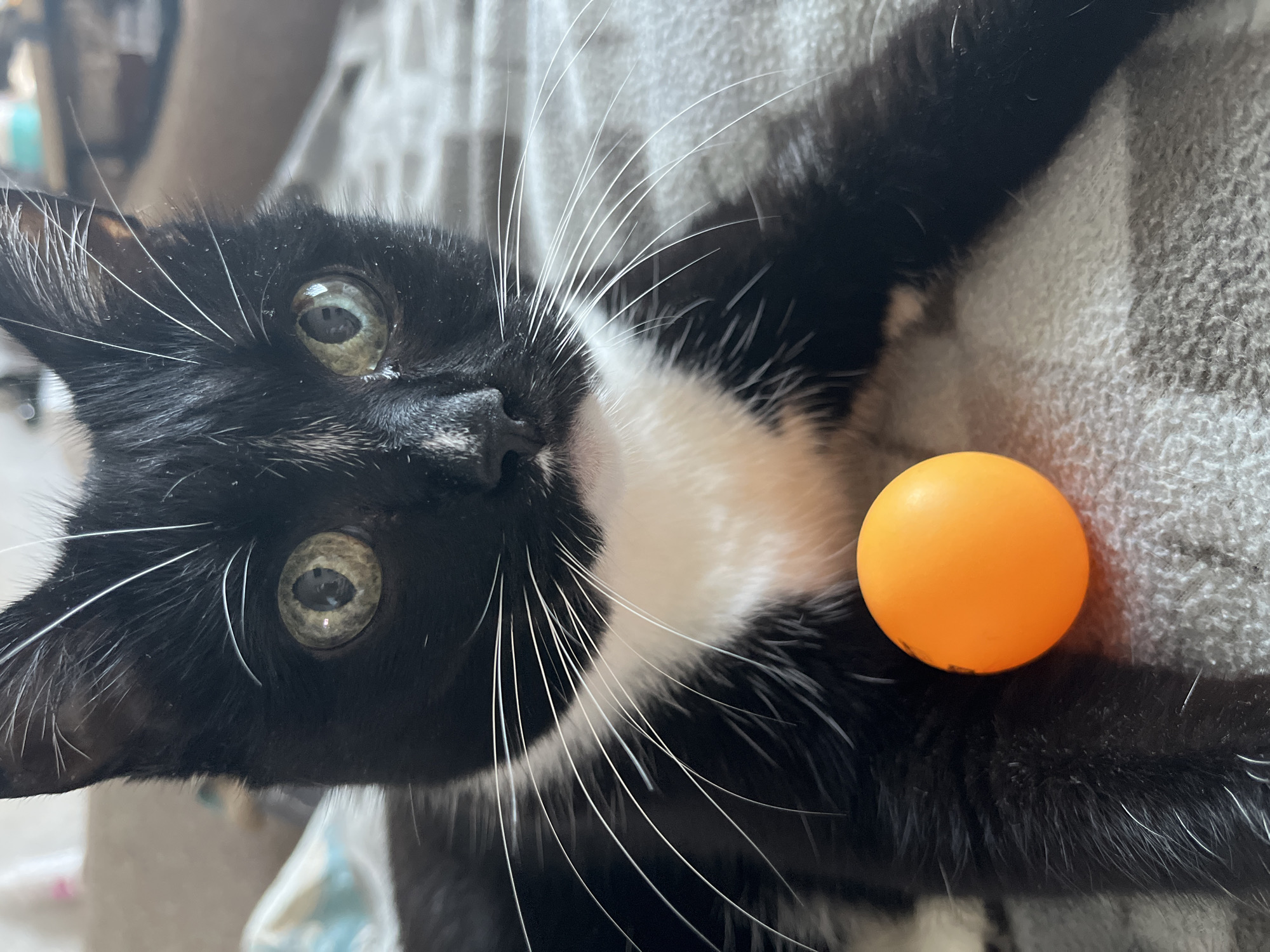 An extreme close-up shot captures a black and white cat with green eyes looking directly at the camera. The cat is positioned on a gray, textured surface, likely a blanket or bedspread. In front of the cat rests a bright orange ping pong ball. The cat's fur appears slightly disheveled, with some white hairs scattered across its black coat. The background is blurred, suggesting a shallow depth of field. The scene is indoors, and there are no discernible indicators of the specific location within Moscow, Russia.