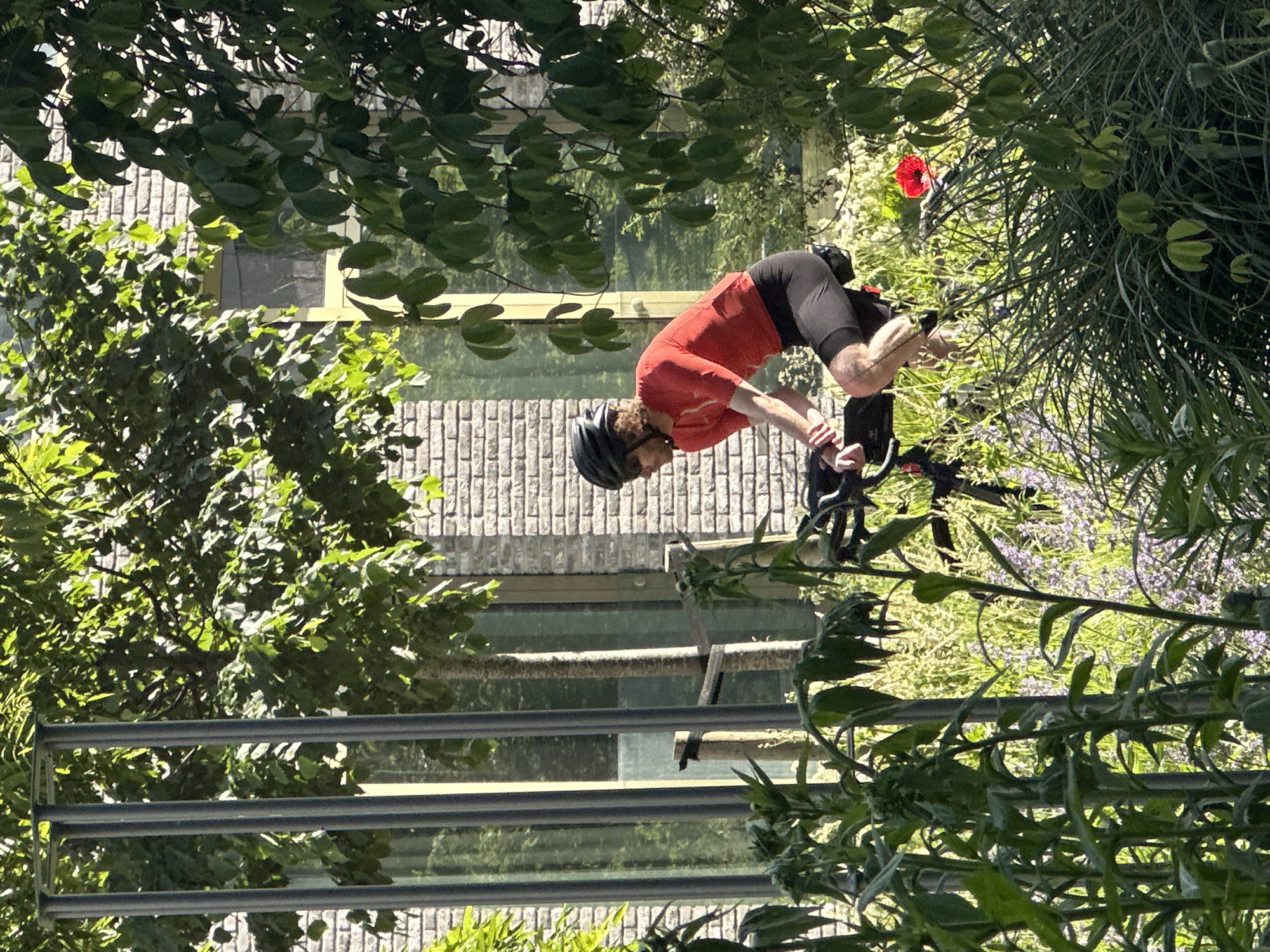 A cyclist bends over the handlebars of their bicycle, positioned among foliage. The cyclist wears a red shirt, black shorts, and a helmet. The backdrop features a brick building with windows, and a metal fence or railing is visible. The presence of lavender flowers and a red poppy suggests a garden or landscaped area. The scene seems to be an exterior environment. There is no strong evidence that the location is Amsterdam. The location cannot be verified.