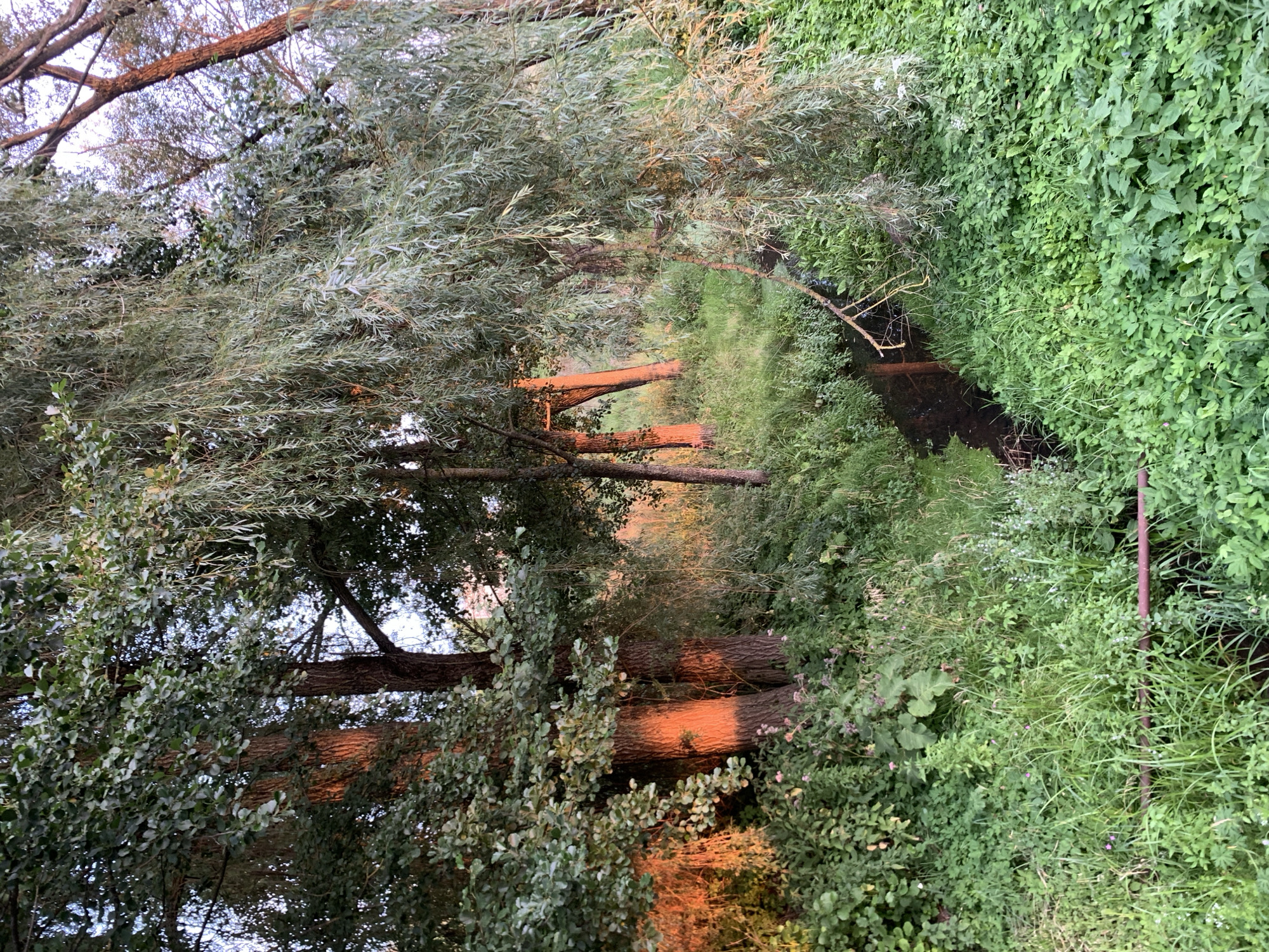 A narrow, dark stream flows through dense green foliage under the dappled light of trees. Two thick tree trunks on the left side of the frame are illuminated by warm, orange light, contrasting with the cooler tones of the surrounding vegetation. Willow branches with thin, elongated leaves hang down towards the water. The ground is covered in a variety of green plants, with some small pink and white flowers visible. A reddish-brown metal bar runs horizontally across the lower portion of the image, partially submerged in the grassy bank. The scene appears to be a natural area within or on the outskirts of Kapyĺ, Belarus, likely a park or a wooded section of the town, given the presence of the man-made bar. There are no people or animals visible in the image.