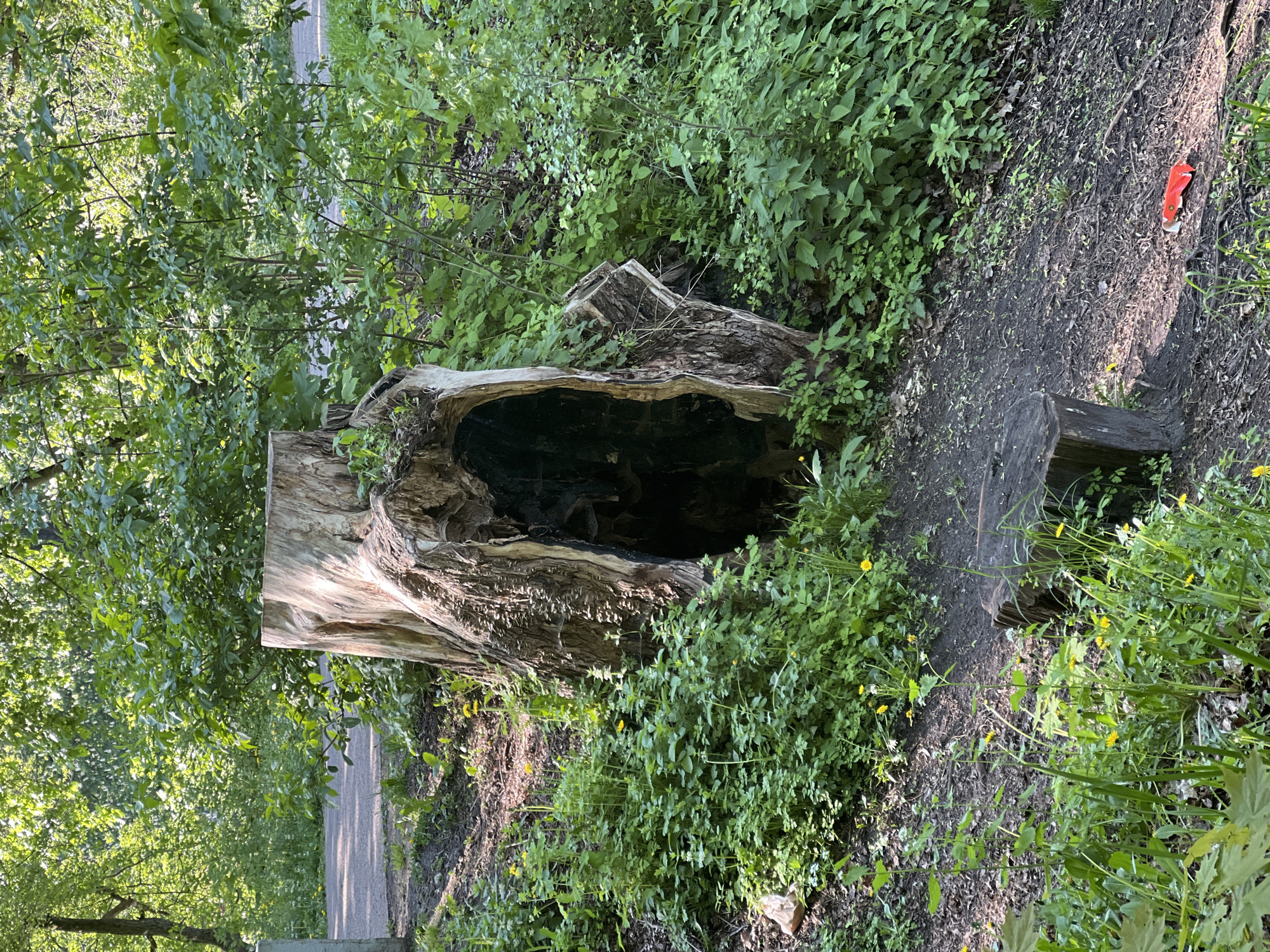 The image shows a large, hollow tree stump surrounded by greenery, likely in a wooded area. The stump has a light, textured exterior and a dark, burnt interior. The foliage consists of various green plants, including some with small yellow flowers. A patch of bare, dark earth is visible adjacent to the stump. A narrow pathway is glimpsed through the trees. A red plastic piece is lying on the ground. The location is not possible to determine.