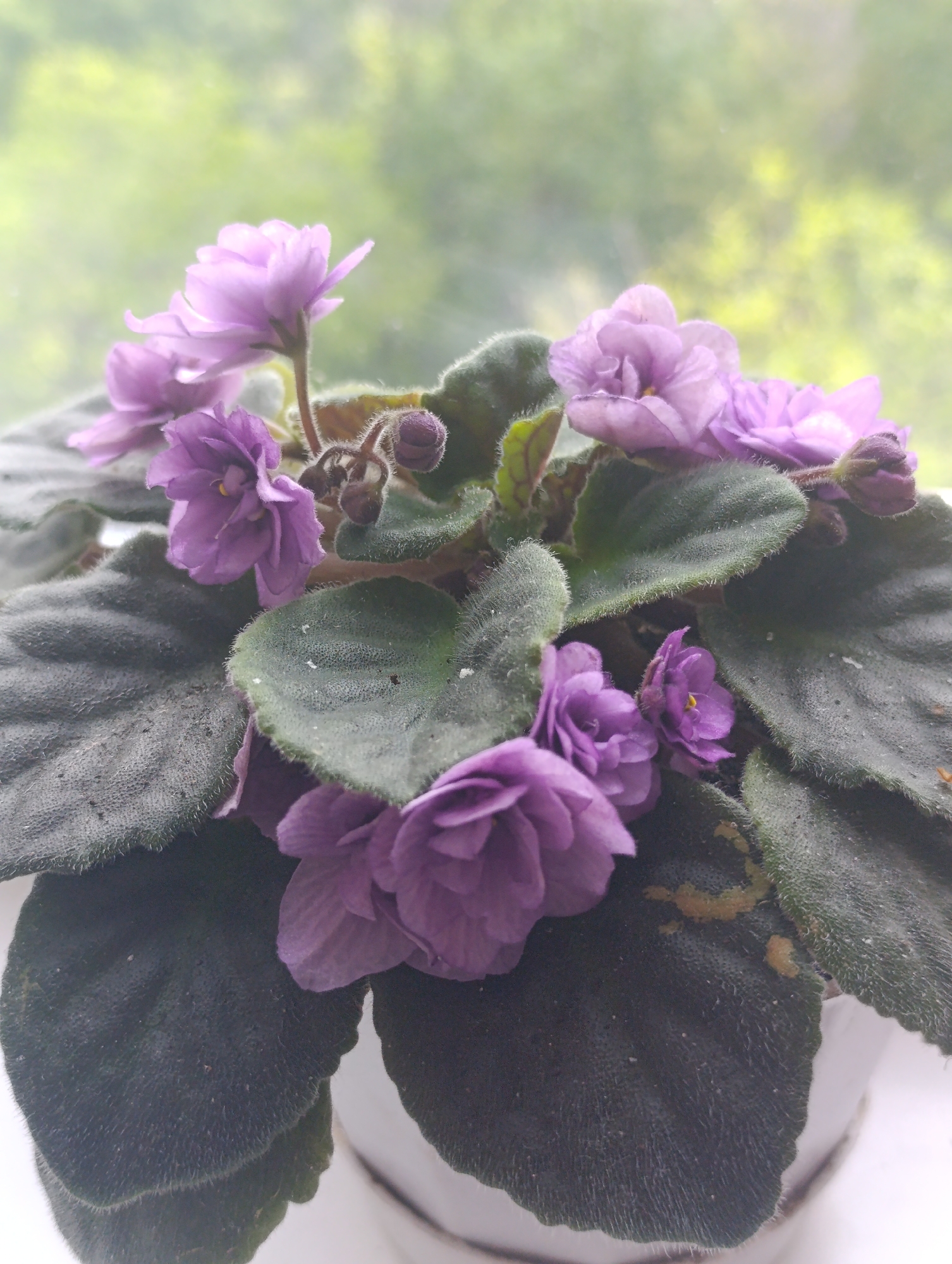 A close-up, vertical, eye-level shot shows a potted African violet plant with numerous purple flowers and dark green, fuzzy leaves. The plant is positioned in front of a blurred background of green foliage, suggesting it is near a window or outdoors. The lighting is soft, with natural light illuminating the subject from the side. The focus is sharpest on the flowers and upper leaves, with the lower leaves and background progressively out of focus. There are no people or animals visible in the image, and the scene is static. The setting appears to be a domestic environment, possibly a windowsill. The image does not provide any specific geographical context that would link it to Bila Tserkva, Ukraine.