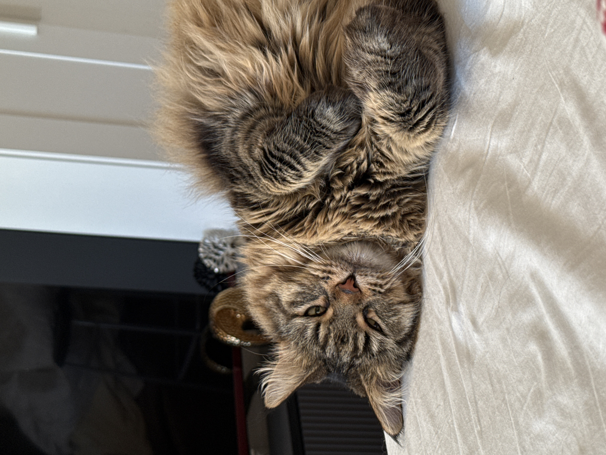 A medium-shot image shows a brown and black tabby cat laying on a white surface, possibly a bed or blanket. The cat is positioned with its head facing down and its body curled up. The cat appears relaxed with eyes partially closed. To the left of the cat, there is a black surface reflecting items like beaded decor and a gold ring. The location in Izhevsk, Russia is not discernible from the image.