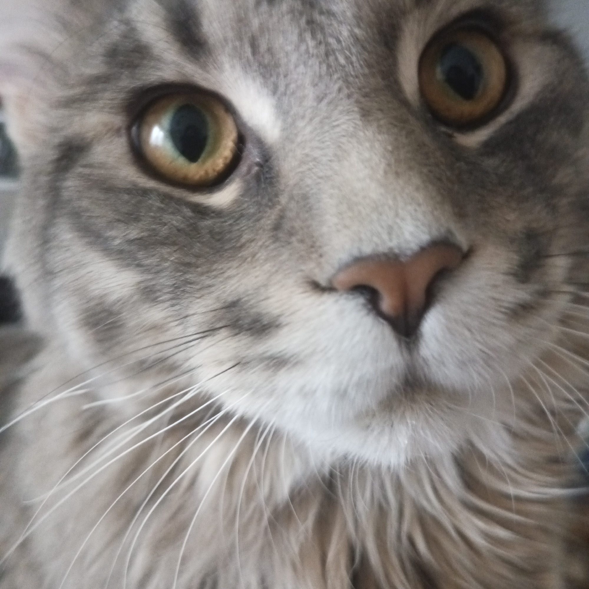 A close-up photograph showcases the face of a gray tabby cat. The cat's eyes, amber in color, are wide and forward-facing, capturing the viewer's attention. Its pink nose is centered in the frame, surrounded by white fur and whiskers. The environment or location in the city of Chaikovsky, Russia is not discernible from the close-up of the cat's face.