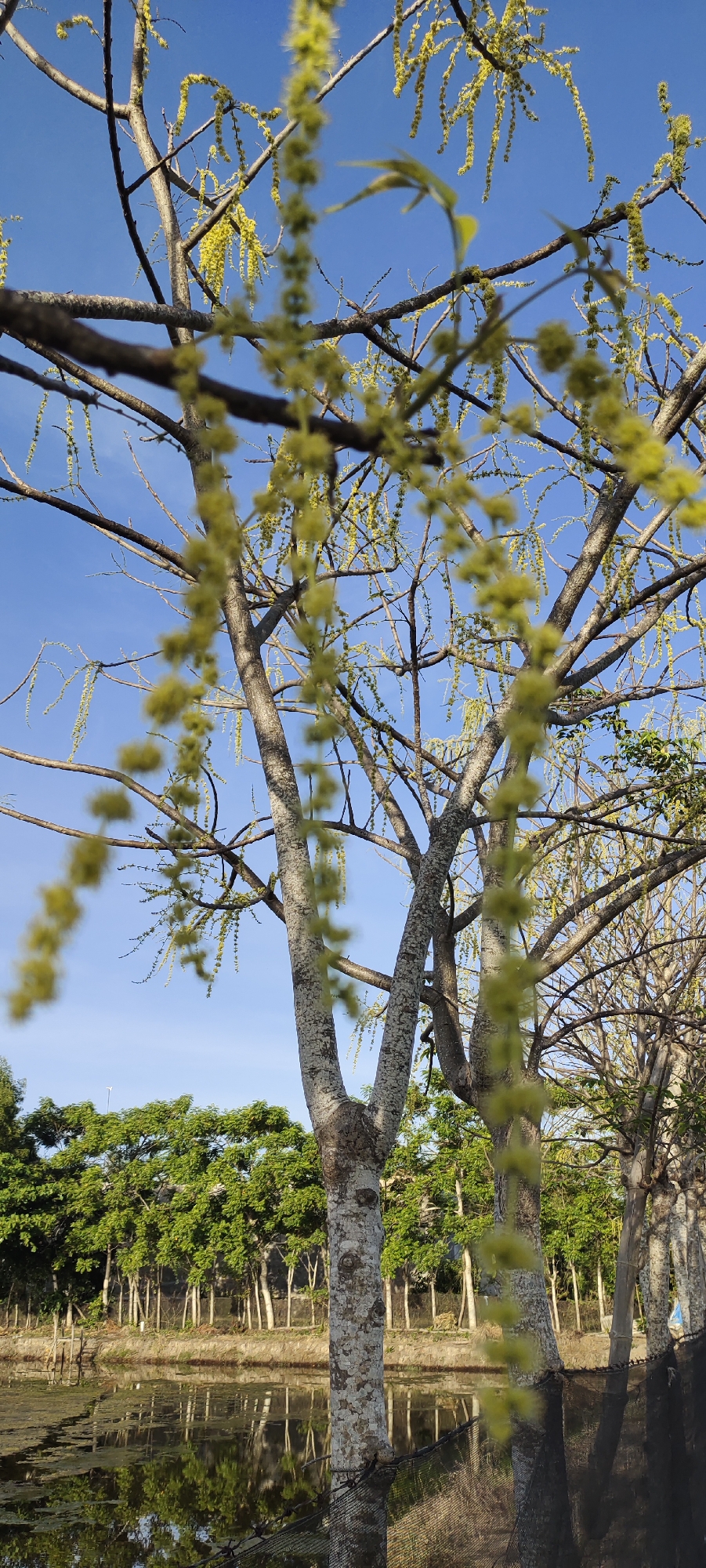 The image depicts a tree with yellow flower spikes hanging from its branches, set against a clear blue sky in Lhokseumawe, Indonesia. The tree is the central subject, its bark patterned with mottled gray and white. In the background, across a narrow body of water, is a dense row of green trees. The scene appears to be taken during the day, with sunlight illuminating the trees and water.