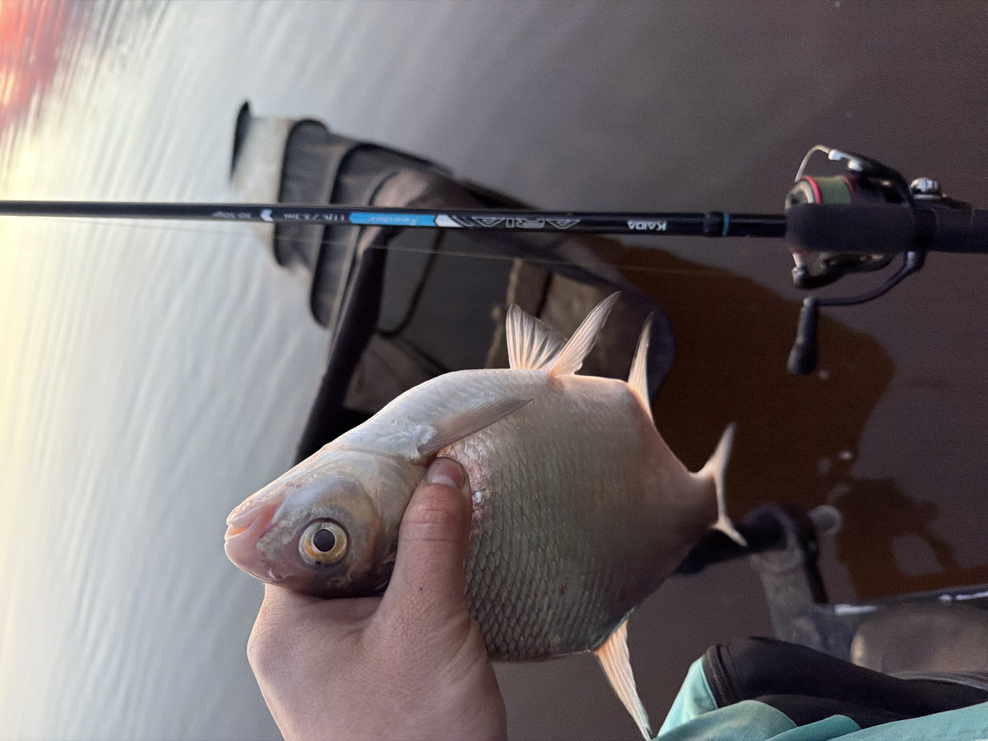 A person holds a fish in their hand, with a fishing rod and tackle box in the background. The fish is silver-colored with fins. The fishing rod is black with blue markings and has a reel attached. The tackle box is dark and appears to be made of fabric or soft material. The scene is likely outdoors, near a body of water. Based on the description in the prompt, this image was taken in the city of Chaikovsky, Russia.