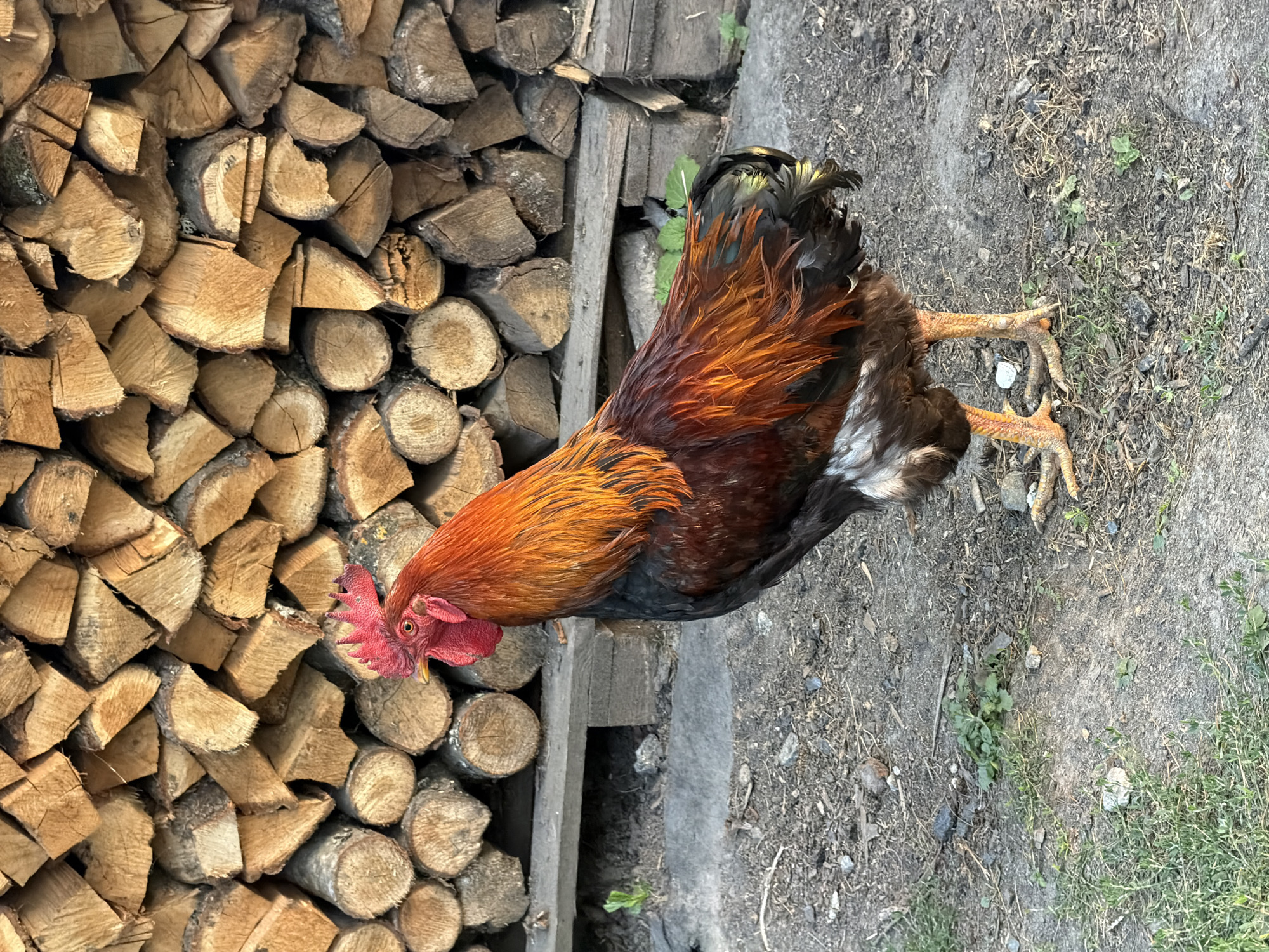 A rooster stands in front of a pile of firewood. The rooster is facing left and has bright orange and brown feathers. The firewood is stacked horizontally and appears to be made of wood cut into various shapes and sizes. The ground is dirt with some patches of grass. The scene appears to be outdoors in a rural or semi-rural setting. There is no visible indication of the city of Polonne, Ukraine, in the image.