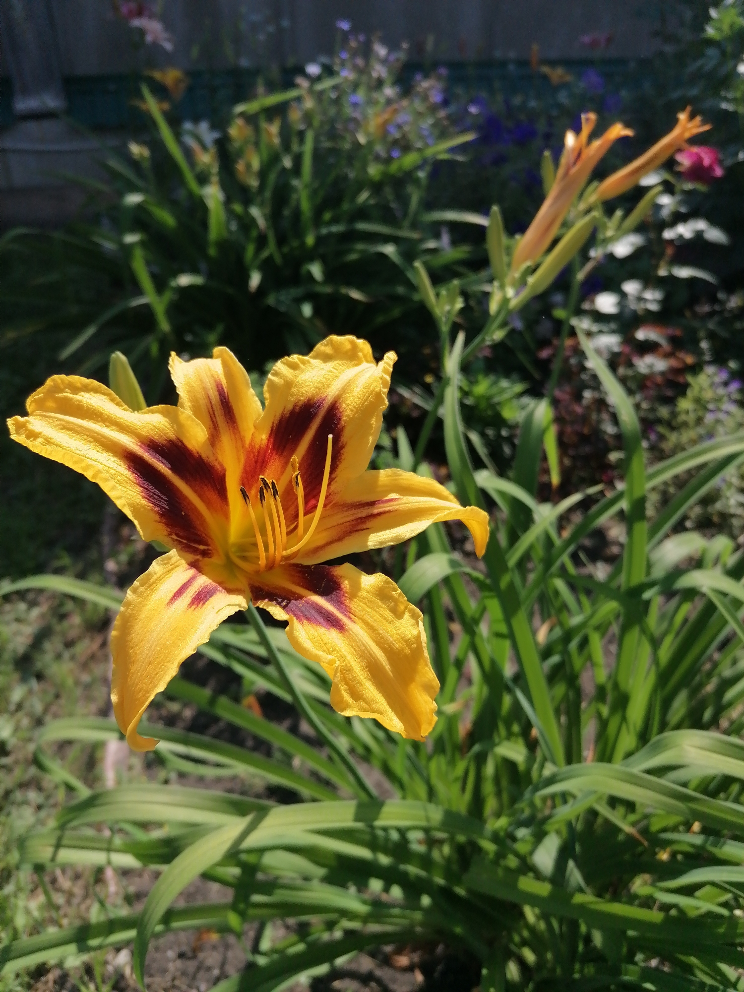 A close-up, eye-level shot captures a vibrant yellow daylily with deep maroon streaks in its petals. The flower is in full bloom, its delicate petals unfurling outwards, revealing its yellow stamen and pistil at the center. Behind the prominent lily, a cluster of green foliage and other unfurling flower buds can be observed, some of which are orangey-yellow. The background is softly blurred, showing hints of more greenery and a dark, possibly wooden, structure. The overall scene suggests a bright, sunlit day in a garden setting, potentially in the city of Мыльниково, Russia, given the provided context.