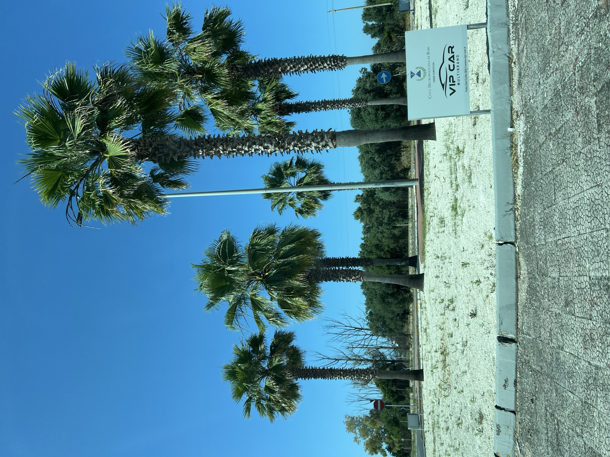 The image depicts an outdoor scene under a clear, bright blue sky in Palo del Colle, Italy. The foreground features a worn, patterned paved surface, likely a road or sidewalk, separated by a cracked and discolored grey concrete curb from a landscaped area. This landscaped area is covered with white gravel, through which sparse green vegetation is growing.
A prominent line of palm trees dominates the midground. From left to right, there is a medium-sized palm tree, followed by two taller, more robust palm trees with thick, textured trunks and dense green fronds. To their right, two more tall palm trees are visible, and further right, a smaller palm tree appears. A tall, light-colored pole, possibly a street light, extends vertically behind the central palm trees.
Several signs are present:
- On the far left, a red circular sign with a horizontal white bar (no entry/do not enter) is visible, with a smaller rectangular grey sign behind it.
- In the mid-right, a blue circular sign with a white arrow pointing right indicates a directional mandate.
- In the right foreground, a large white rectangular sign stands, displaying a crest, the text "CITTÀ METROPOLITANA DI BARI" and "VERDE CURATO DA", a car silhouette with "VIP CAR" and "MULTIBRAND" below, and finally "Palo Del Colle (BA) | www.vip-car.it", explicitly identifying the location and a car dealership.
In the background, a dense line of green trees and shrubs forms a natural barrier. Some bare, leafless trees are interspersed among the green foliage on the left side. Utility poles and lines are also discernible stretching across the scene. The overall lighting suggests a sunny day. No people are visible in the image.