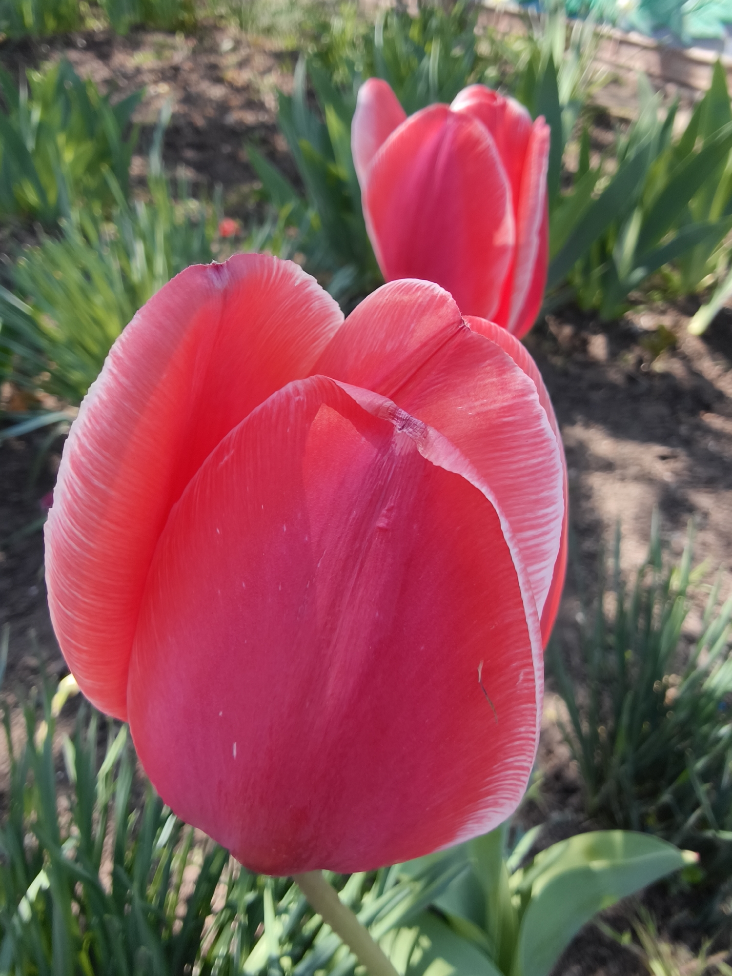 A close-up shot features two vibrant red tulips in bloom within a garden setting. The dominant subject is a large, open red tulip positioned prominently in the foreground, slightly to the left. Its petals are a deep, rich red with distinct white edges, and fine vertical lines indicating texture are visible on their surface. Bright, natural sunlight illuminates the petals, highlighting their vivid color and delicate details.
Behind the main flower, a second red tulip is partially visible in the mid-ground, appearing softer and out of focus due to a shallow depth of field. The background consists of lush green, blade-like foliage, likely other tulip leaves or grass, growing from dark brown soil. The scene suggests a sunny, clear day, possibly in spring or early summer, in a garden or flowerbed. There is no visible text, and no human activity is depicted. The image captures the serene beauty of blooming flowers in Poltavka, Ukraine.