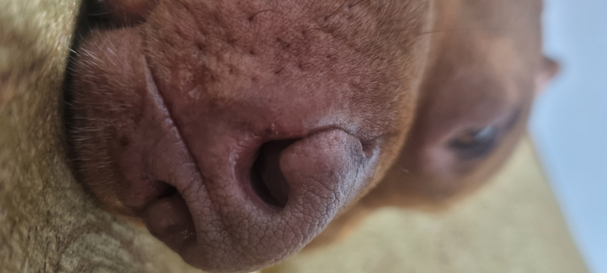 A close-up shot focuses on a dog's nose, revealing its textured surface and nostrils. An eye is visible in the background, out of focus. The scene provides no information to identify the location as Sofia, Bulgaria.