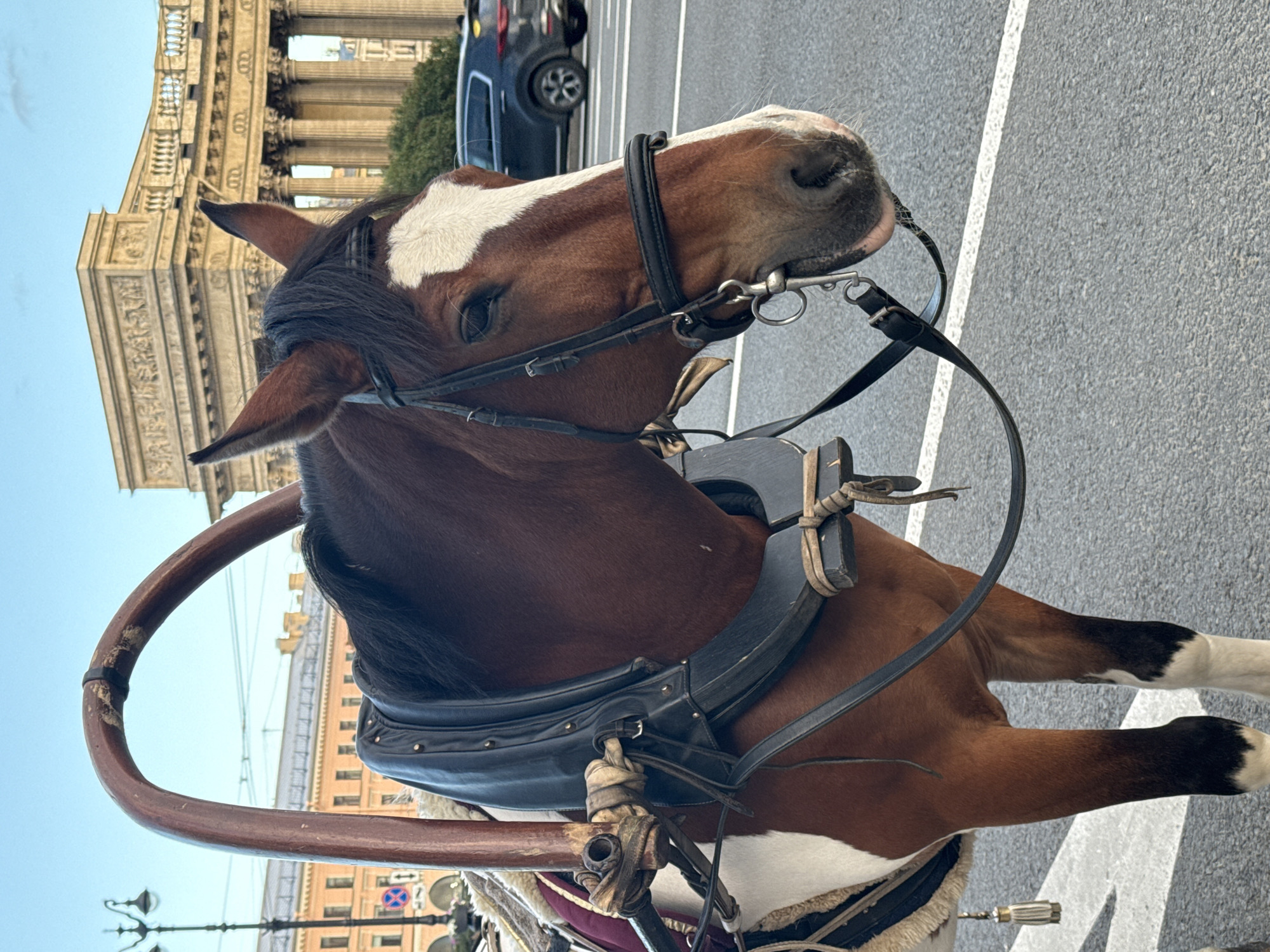 A brown and white horse, equipped with a harness and part of a carriage, stands on an asphalt road with white lane markings. The horse's head is in profile, facing right, with a white blaze on its forehead. In the background, a large, classical building with columns and intricate architectural details is visible, suggesting a location in Saint Petersburg, Russia, likely near Nevsky Prospect given the architectural style. A dark-colored SUV is driving on the road behind the horse. The sky is clear and blue. The scene captures a moment of urban life with a horse-drawn carriage.