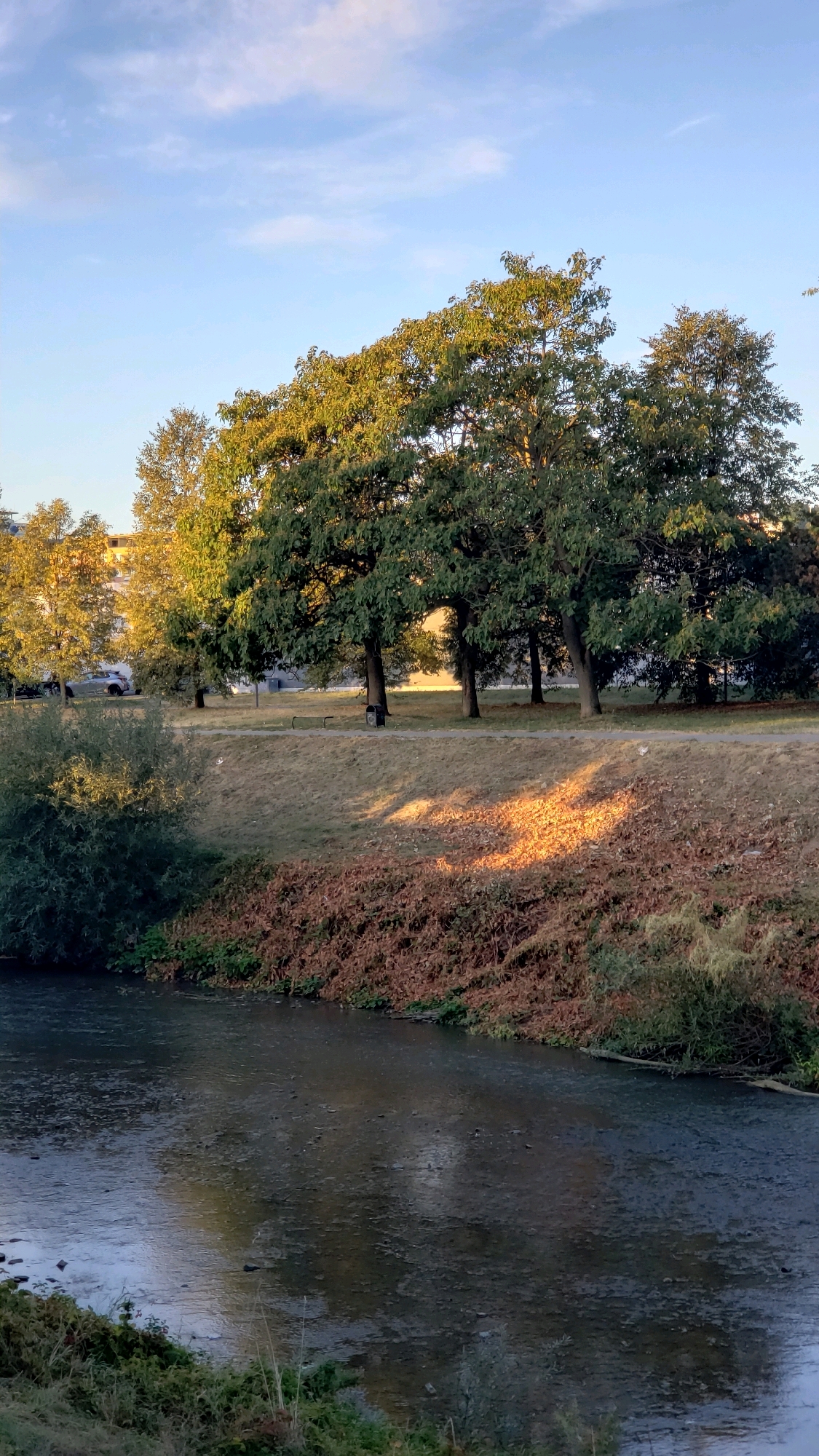 This is an image of a river flowing through a park or green space in the city of Prešov, Slovakia, likely during the late afternoon or early evening due to the warm, angled sunlight. The river occupies the foreground, with its surface reflecting the sky and surrounding trees. The riverbanks are lined with vegetation, transitioning from lush green plants on the left to a dense thicket of brown and reddish-brown foliage on the right, suggesting the onset of autumn.
Beyond the riverbanks, a gently sloping grassy area rises, dotted with scattered dry leaves. A paved pathway runs along this slope, and further back, a line of mature trees with full green foliage dominates the middle ground. The sunlight casts dappled shadows from these trees onto the grass and pathway. In the background, several buildings with light-colored facades are visible, suggesting an urban environment adjacent to the park. A few scattered objects, possibly litter or natural debris, are visible on the grass. The sky above is a clear blue with a few wispy clouds. No people are clearly visible in the image, though the presence of a park bench and a trash bin near the pathway suggests it is a public area.