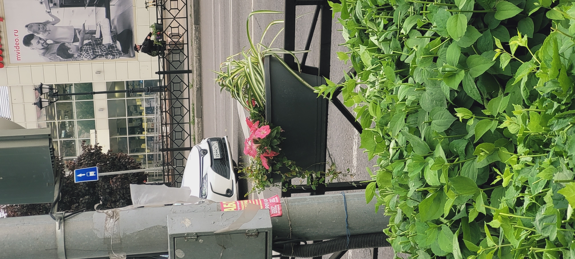 Here is a detailed description of the image:
**Scene Overview:**
The image appears to be taken on a city street in Unknown, Unknown. The view is mostly obscured by lush green foliage, but portions of the urban environment are visible.
**Objects and Subjects:**
* **Vegetation:** Dominating the foreground is a dense collection of green leaves, possibly a hedge or shrubbery. Within the leaves are numerous small, leafy branches creating a lush, overgrown look.
* **Flower Box:** A rectangular black flower box sits on a metal stand. It contains a mix of plants including spider plants and pink petunias.
* **Metal pole:** A metal pole with attachments.
* **Car:** A white Toyota with license plate **X644CH 797**.
* **Advertisements:** There is a poster on the wall that includes the text "**mvideo.ru**" with figures in black and white.
**Buildings and Environment:**
* **Storefront:** A building is visible with a sign "**HUAWEI**" and "**SAMSUNG**".
* **Lamp Posts:** Several black lamp posts are visible lining the street.
* **Road:** A gray road.
**People:**
* **Man on top:** On top of the building, a man in black clothing is visible.
**Overall Impression:**
The image gives a sense of an urban area with efforts to integrate greenery into the cityscape. The angle, plants, and structures suggest a snapshot taken from street level, with the photographer's perspective heavily influenced by the surrounding vegetation.