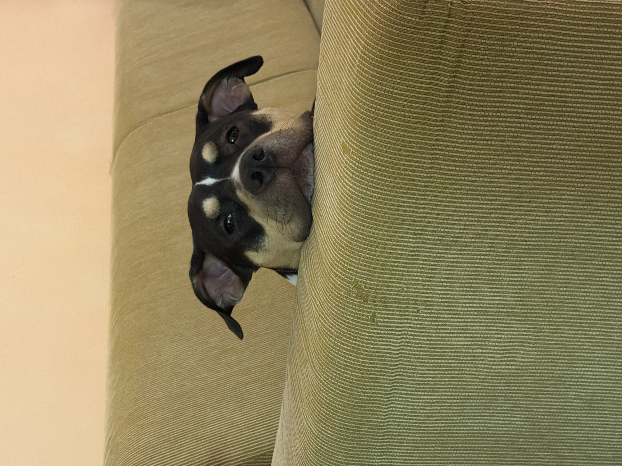 An indoor scene features a dog's head partially obscured by, and resting on top of, an olive-green, ribbed fabric sofa backrest. The dog, a brachycephalic breed or mix, displays a black and tan coat pattern with distinct tan markings above its eyes and cheeks, and a prominent white stripe extending down its forehead and snout. Its eyes are dark, looking forward, and its floppy ears are visible. The background consists of a plain, light peach-colored wall. No other individuals or subjects are visible, and no discernible actions or interactions are occurring beyond the dog resting. The precise location in Tel-Aviv, Israel, cannot be determined from the visual evidence within the image.