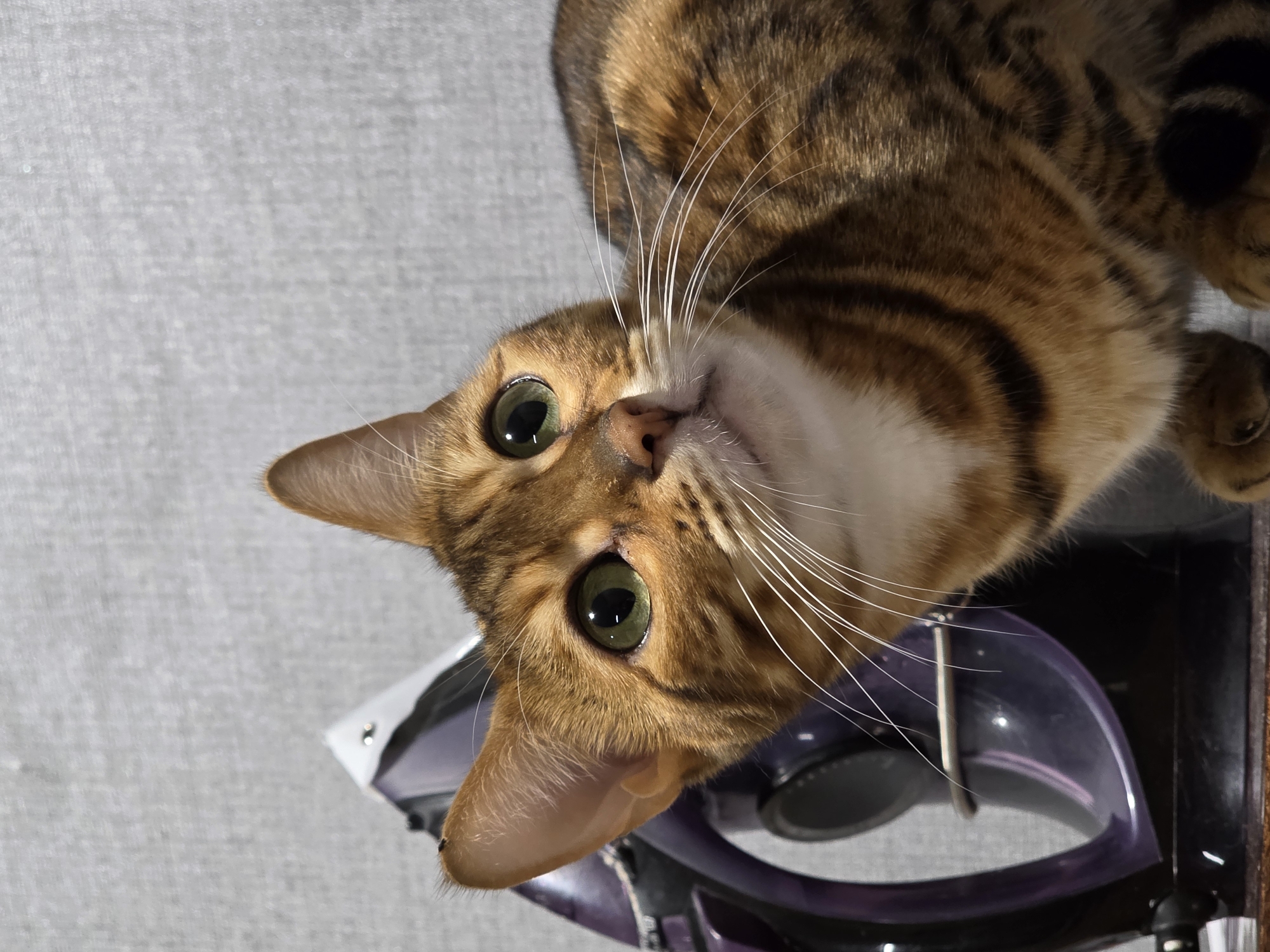 A domestic cat, exhibiting a marbled tabby pattern in shades of golden brown and dark brown/black, occupies the foreground, its head slightly tilted as it looks upwards and to the right with an alert expression. The cat has prominent green eyes with dilated pupils and long white whiskers. White fur is visible on its chin and chest. A small, dark, oblong object, possibly an insect or debris, is present on the outer edge of its right ear (viewer's left). In the midground to the left, a purple and black electric iron is partially visible, oriented vertically. The background consists of a light gray, textured surface, resembling a wall or coarse fabric. The scene is lit by soft, ambient light. This image was captured in the city of Сокуры, Russia.