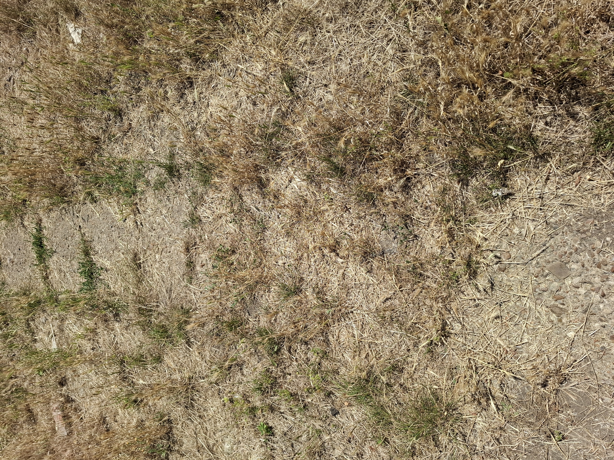 The image shows a dry, overgrown patch of ground with sparse green grass mixed with dead, brown grass and weeds. There are some small pebbles and dirt visible. The scene appears to be outdoors, possibly in a neglected area of a city park or vacant lot. There are no people or specific structures identifiable in the image. The lighting suggests it is daytime. The location of Chorna, Ukraine is not evident from the visual information provided in the image.