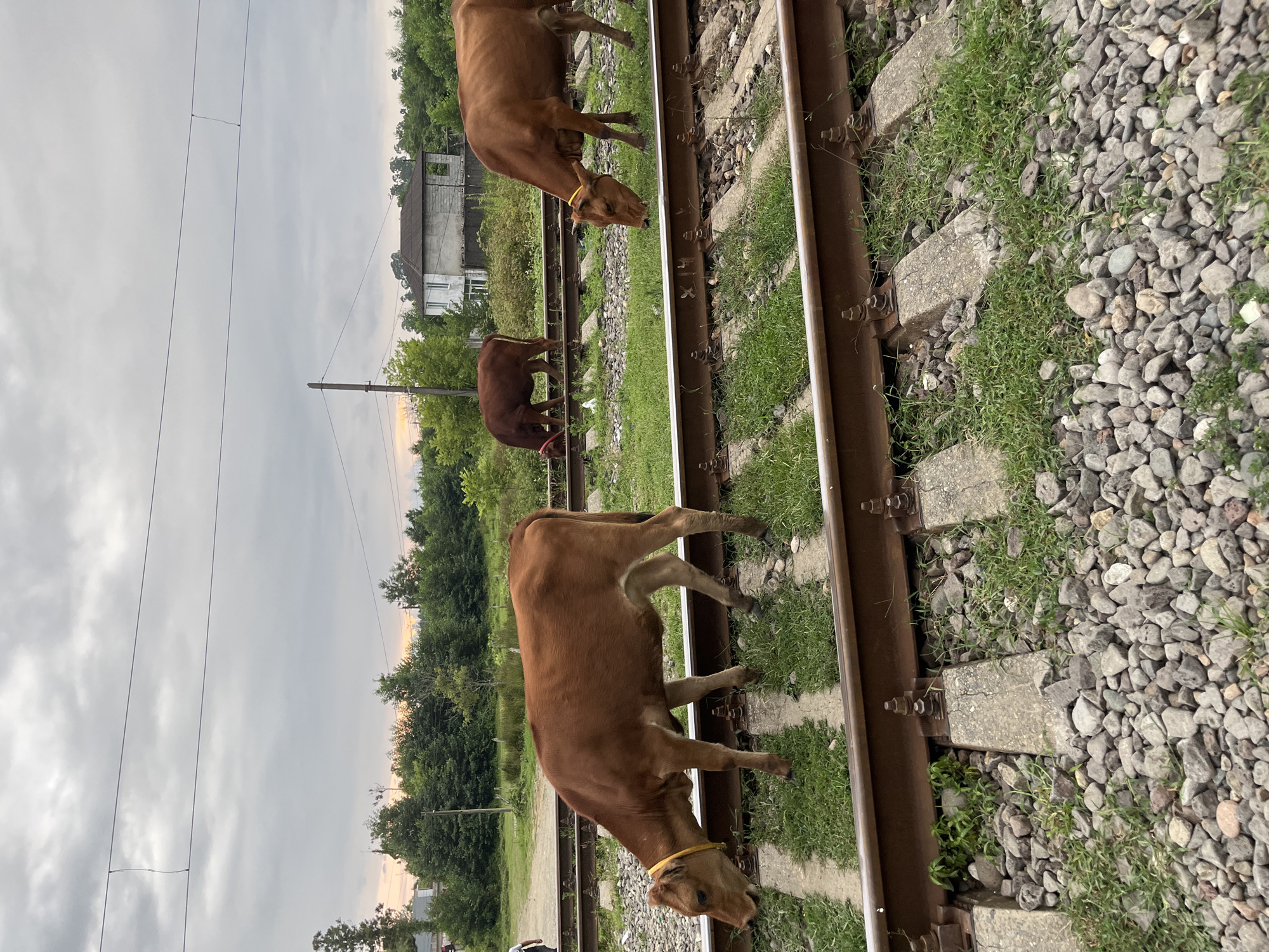 In Ureki, Georgia, three brown cows are grazing on grass that has grown between railroad tracks. The tracks are laid on concrete sleepers and surrounded by gravel. A yellow collar is visible on the neck of the cow in the foreground, and a red collar on one of the cows in the background. In the distance, a line of trees separates the railway from a few buildings and a cloudy sky.