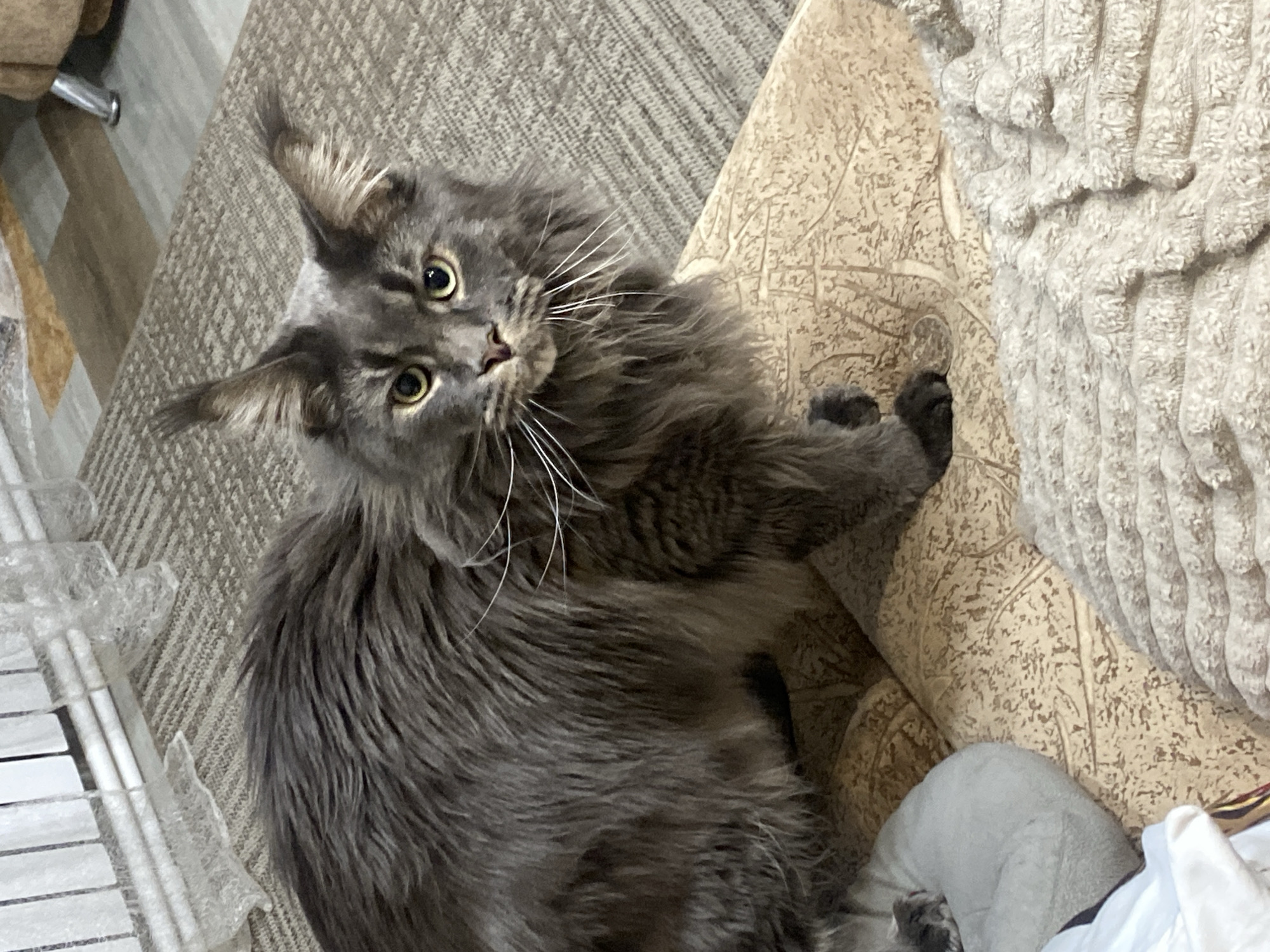 A gray Maine Coon cat with green eyes is looking up at the camera. It is lying on a beige surface with a patterned texture, possibly a couch or chair. Part of a white object, possibly a blanket or clothing, is visible near the bottom right corner. The cat's fur is long and fluffy, with prominent whiskers. The background includes a patterned gray carpet and a white slatted object. The location is Unknown, Unknown.